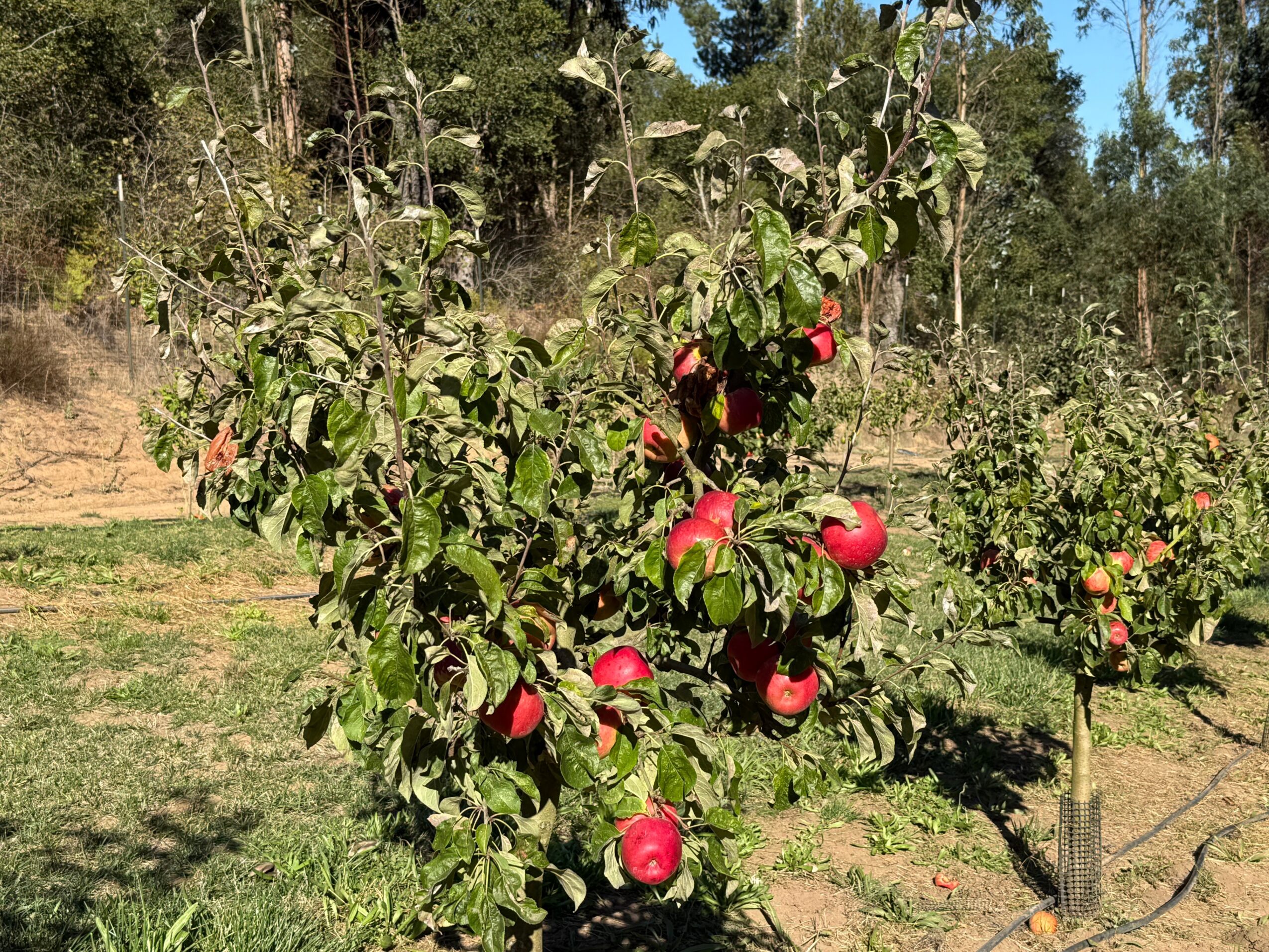 Apple tree with red apples in a sunny orchard, surrounded by other trees and greenery.