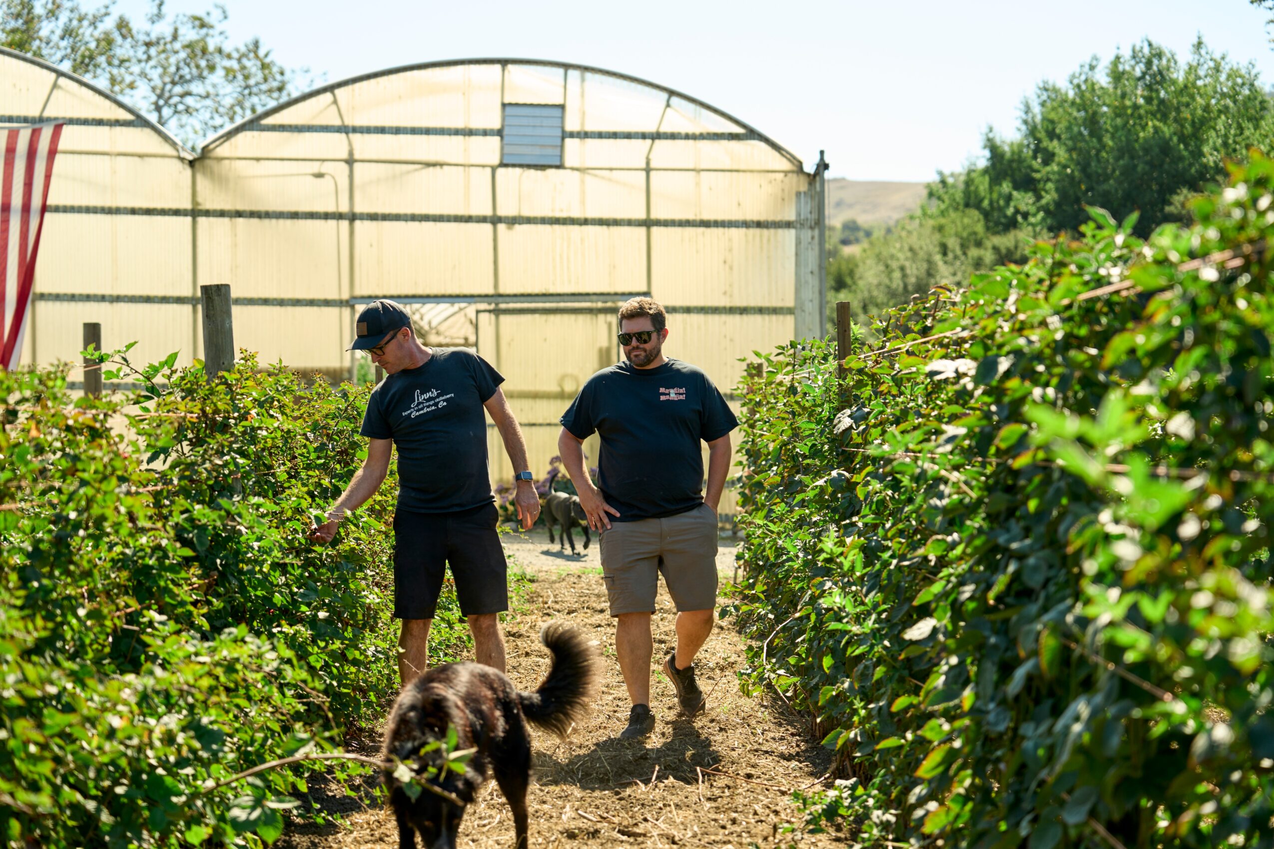Two men walk along a garden path with a dog, surrounded by green bushes and plants, under a clear sky.