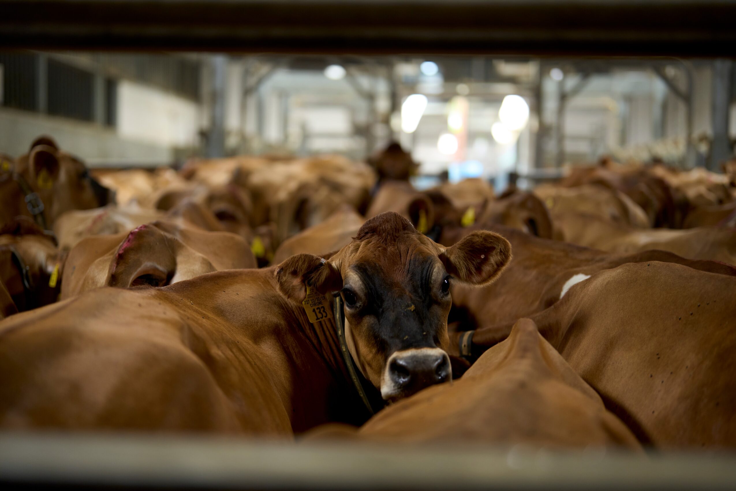 A group of brown cows crowded together indoors, with one cow looking directly at the camera. Background shows an industrial setting.
