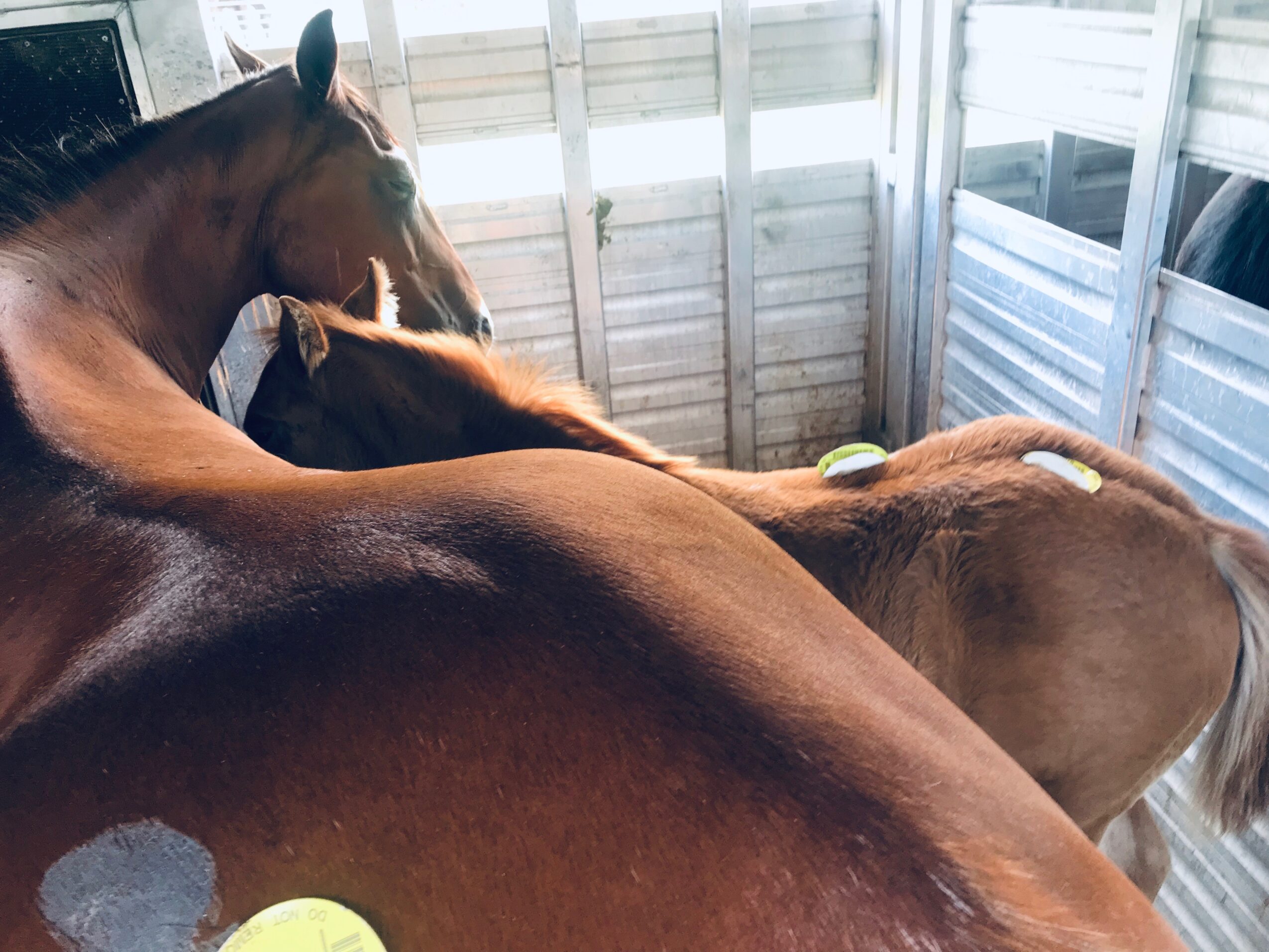 Two horses inside a wooden stable, one with a shiny brown coat, facing away, with patches of white on its back.
