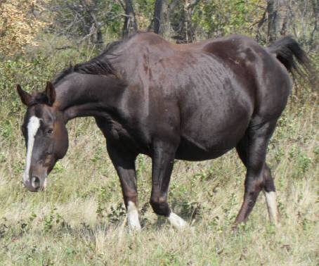 A dark brown horse with a white stripe on its face grazes in a grassy field with trees in the background.