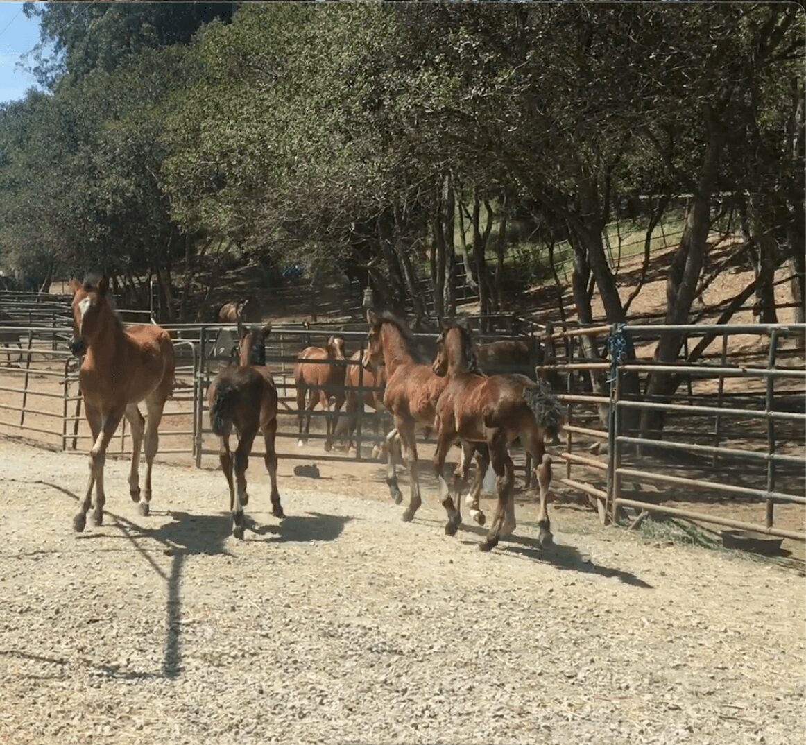 Group of horses standing and walking in a fenced outdoor area with trees in the background.
