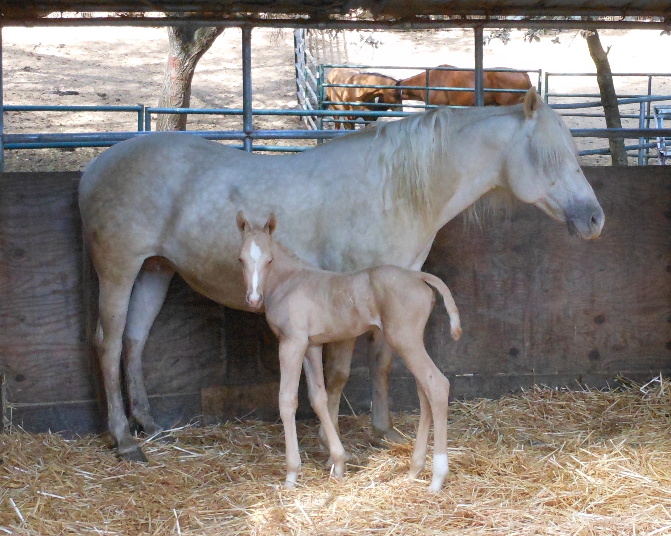 A light-colored adult horse standing in a stable with a foal beside it, both on straw bedding.
