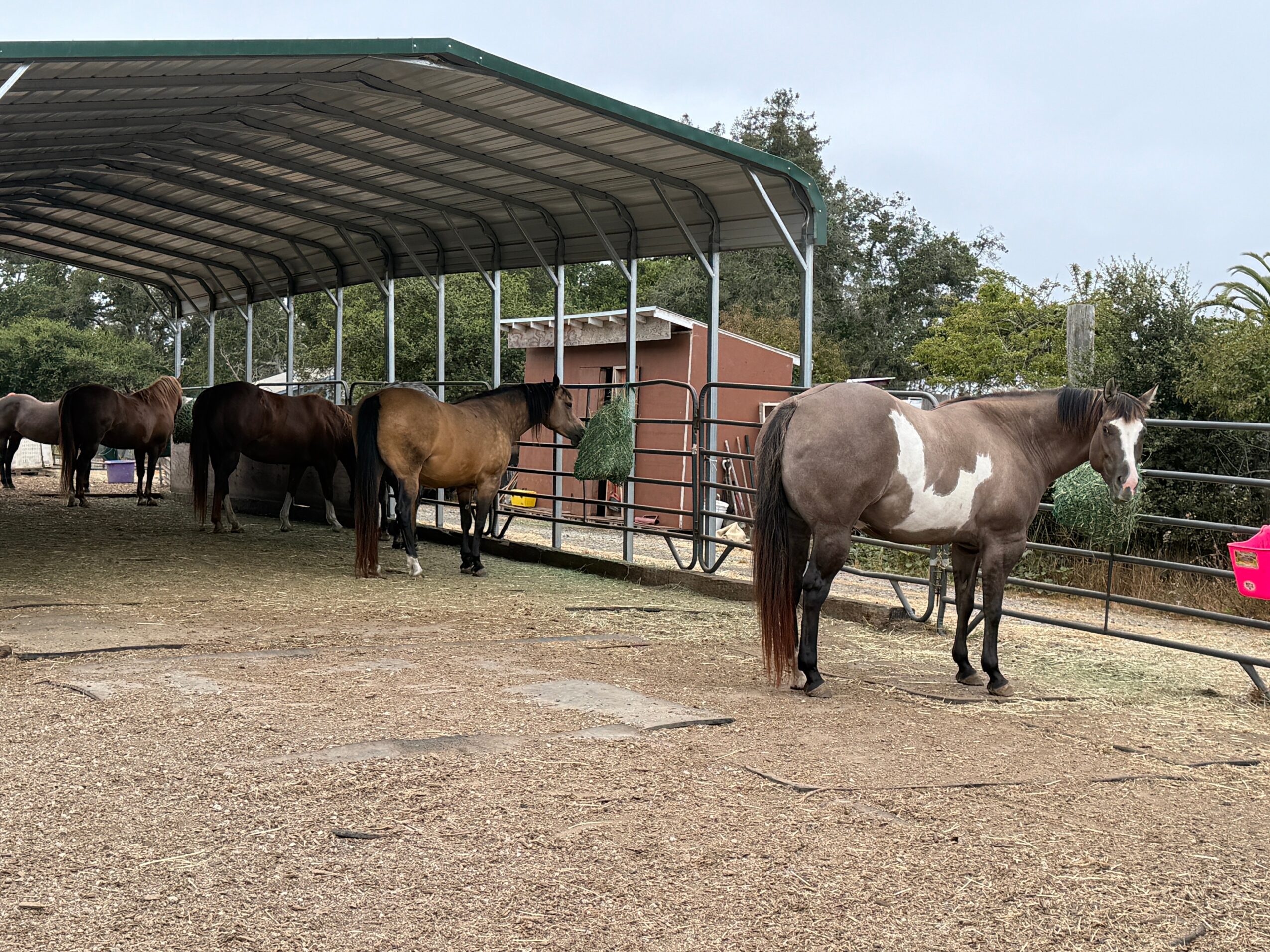 Group of horses standing in a fenced outdoor area with a covered shelter, trees, and a pink container nearby.