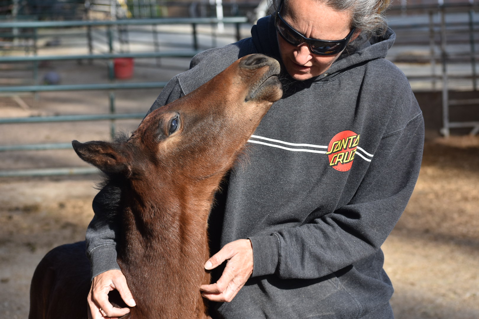 Person in a dark hoodie interacts with a brown foal, which is nuzzling the person's face, in an outdoor setting.