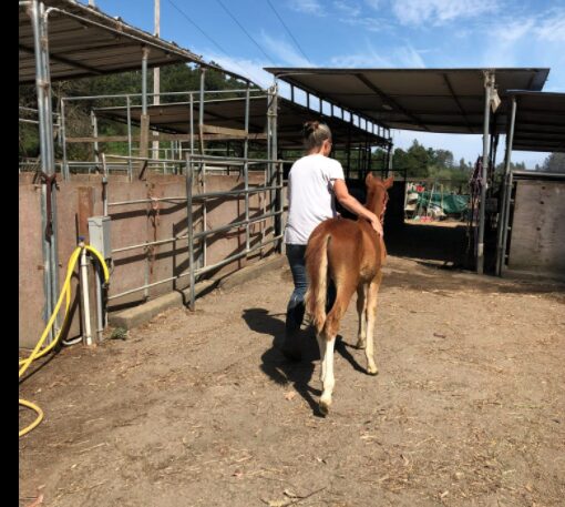Person leading a horse in a stable yard with open sheds and blue sky, dirt ground, and fencing.