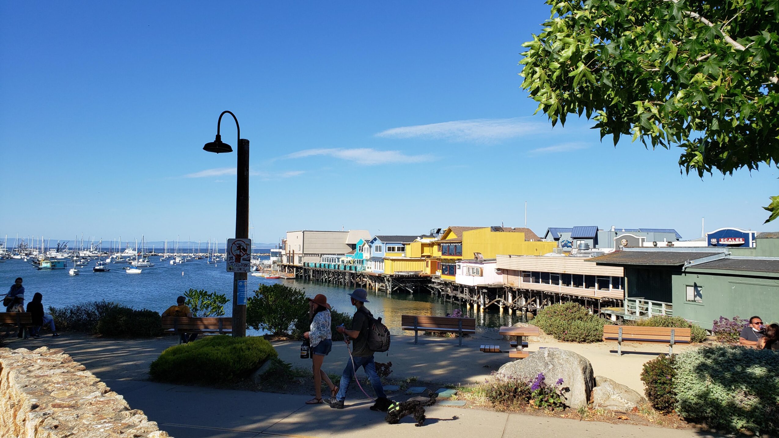 People walking along a waterfront with boats docked in the background, colorful buildings, and a tree in the foreground.