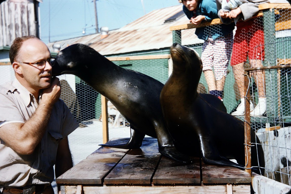 Man interacts with two sea lions on a wooden platform, with children watching behind a fence.
