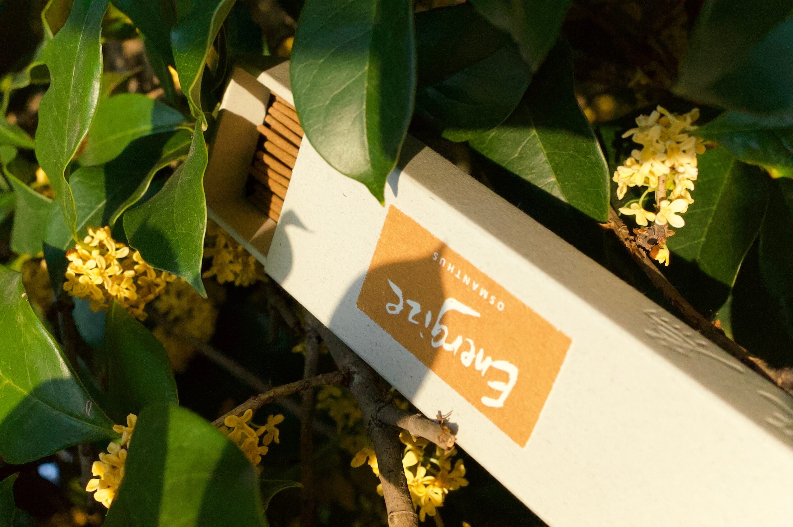 Close-up of green leaves and small yellow flowers with a partially visible white box.
