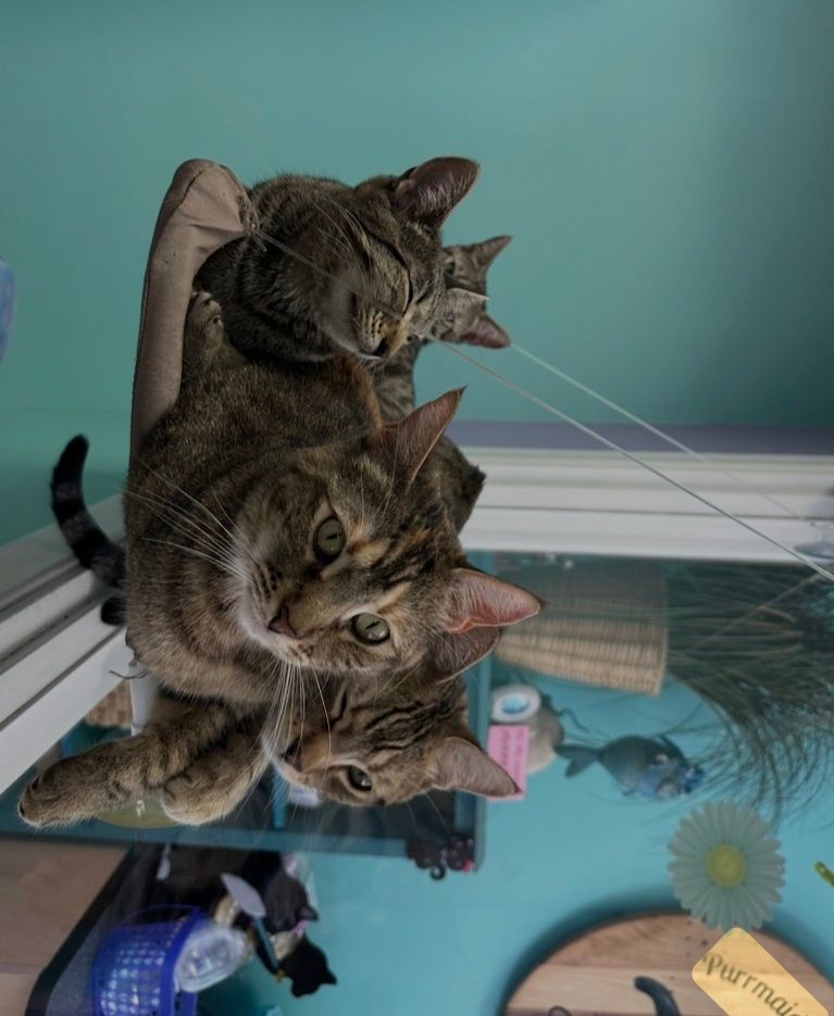 Three cats lying together on a hanging cushion, with a room and plants in the background.
