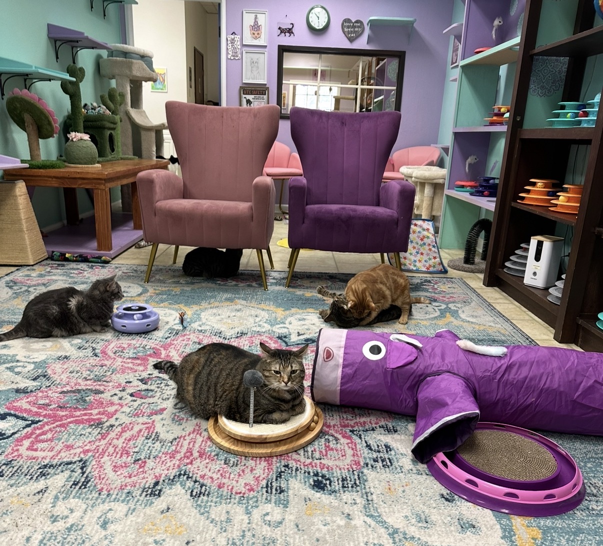 Room with colorful chairs, cats, and toys on a patterned rug, purple and pink walls, and shelves with items.