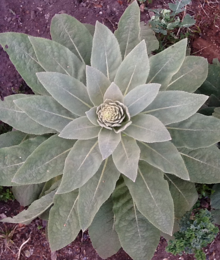 A large, symmetrical plant with broad, fuzzy green leaves arranged in a rosette pattern.
