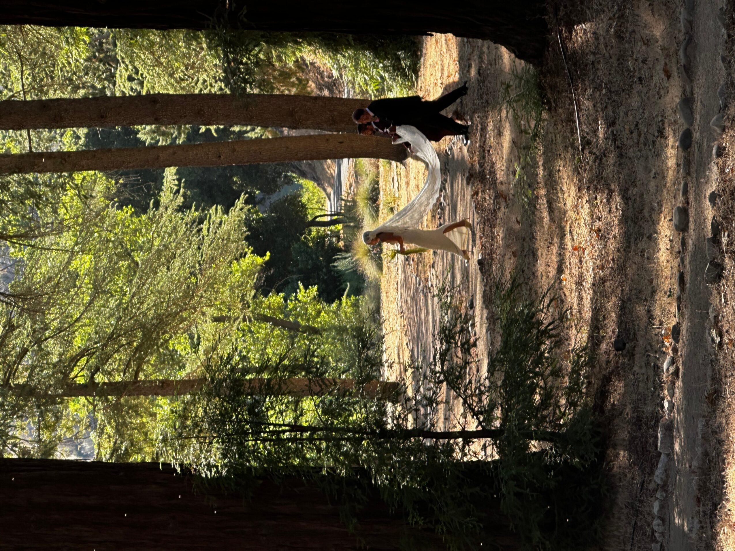 A dog and a person walking in a park with trees and sunlight, viewed from the side, with the image rotated 90 degrees.