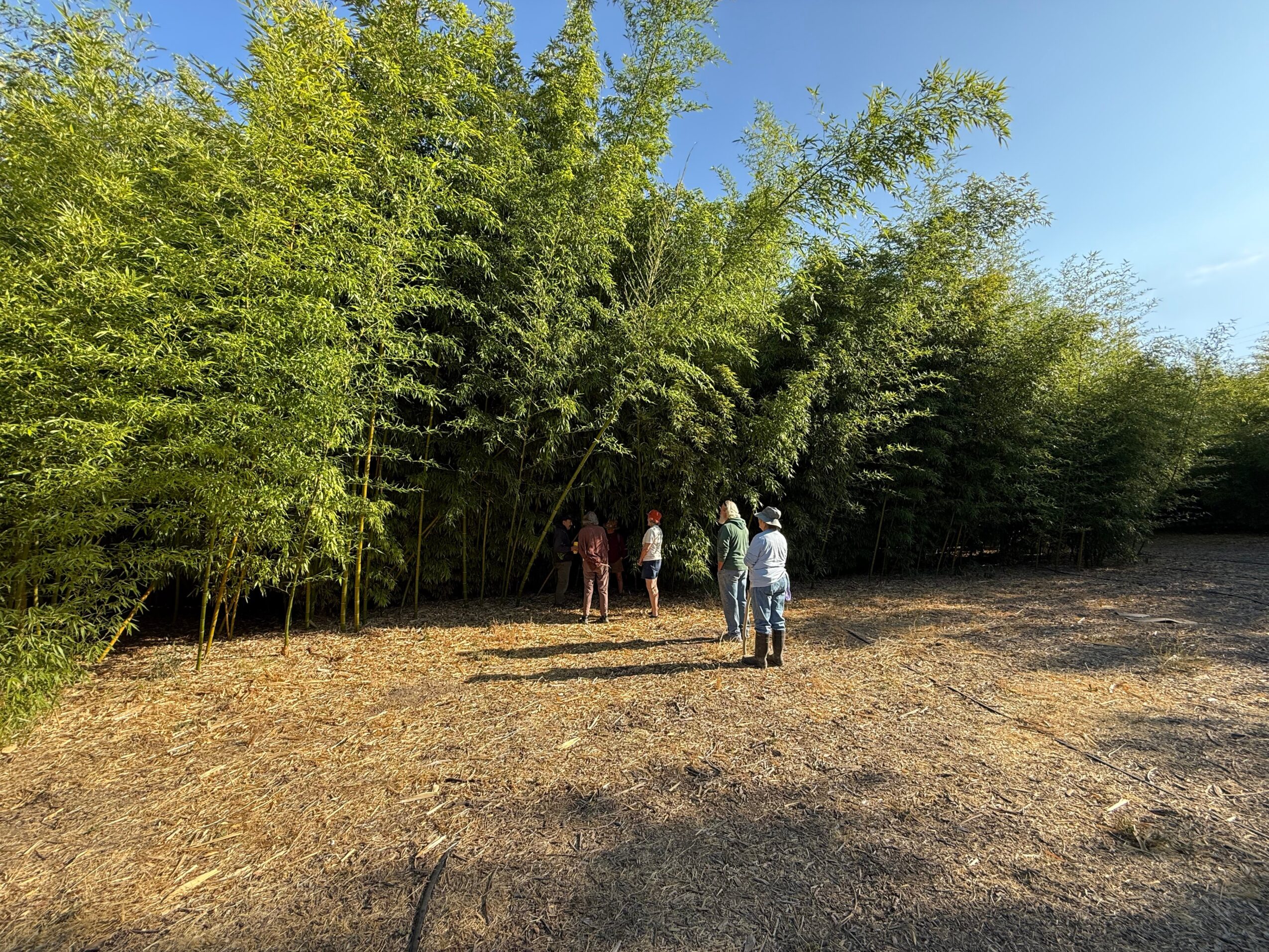 Four people standing near a dense bamboo grove outdoors on a sunny day, with a clear blue sky.