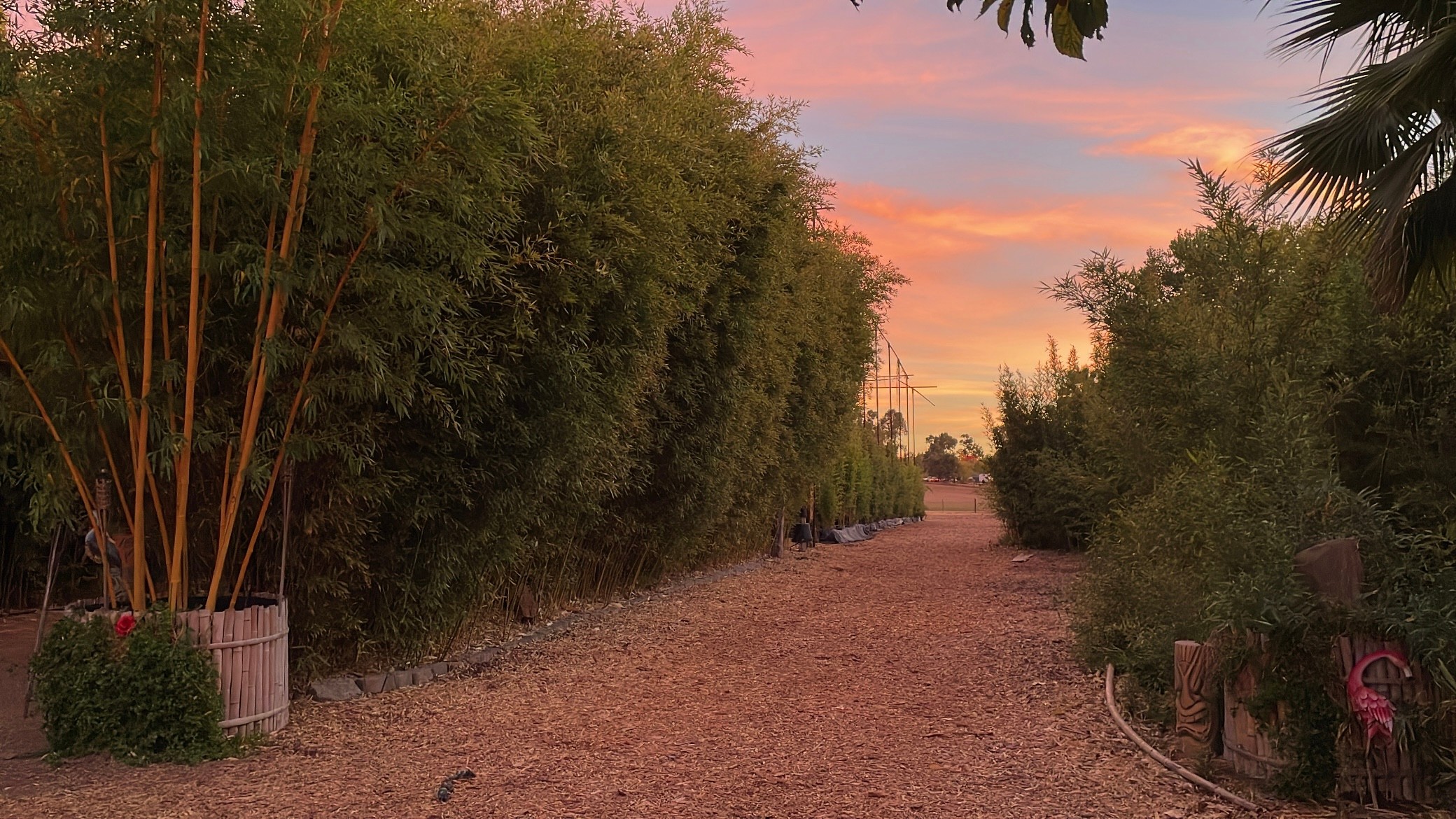 A dirt path lined with trees and bushes on both sides, with a pink and orange sunset sky in the background.