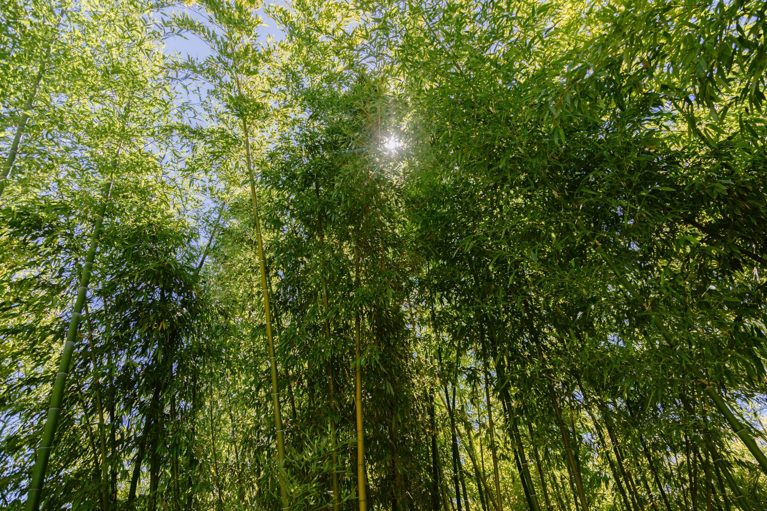 Looking up at a dense bamboo forest with sunlight filtering through green leaves.