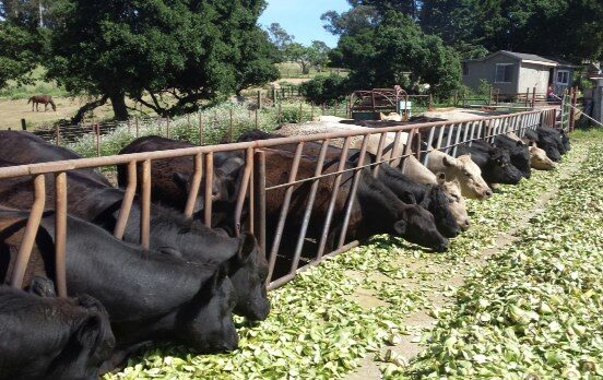 Several cows are lined up along a feeding barrier in a farm setting, with trees and a building in the background.