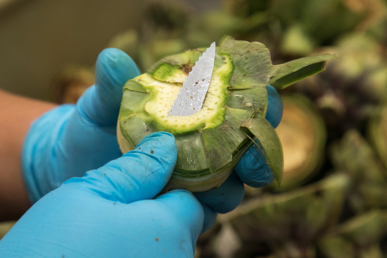 Person wearing blue gloves holding a green artichoke with a knife inserted into it, outdoors.