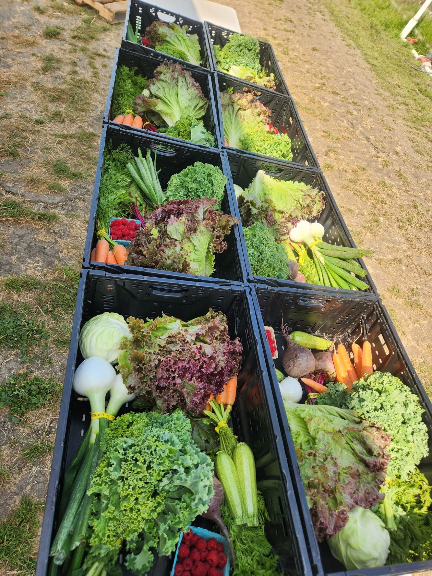 Multiple black crates filled with fresh vegetables and leafy greens, arranged outdoors on grass and dirt.