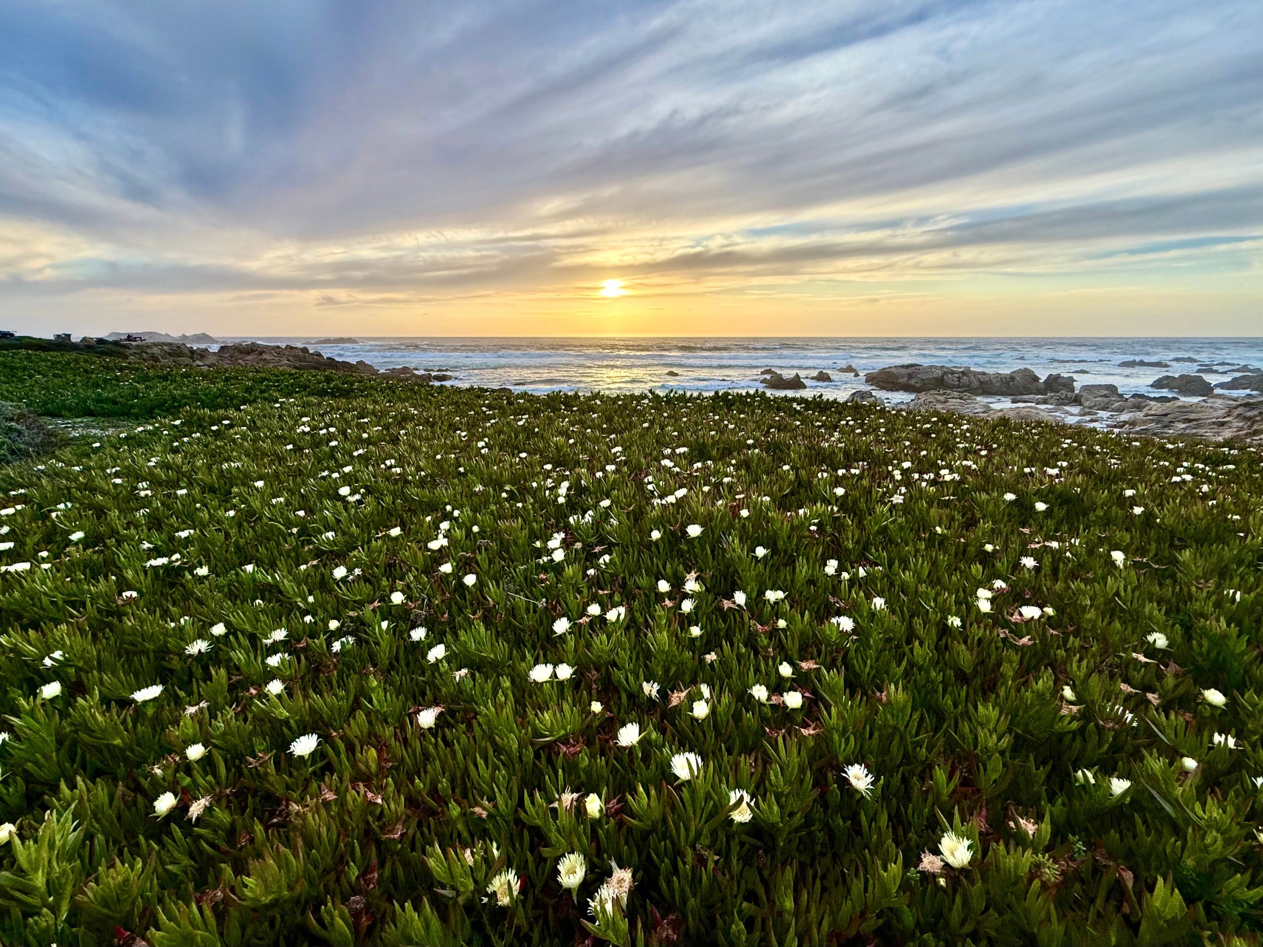 Coastal scene with a grassy area and white flowers, ocean waves, and a sunset sky with clouds.