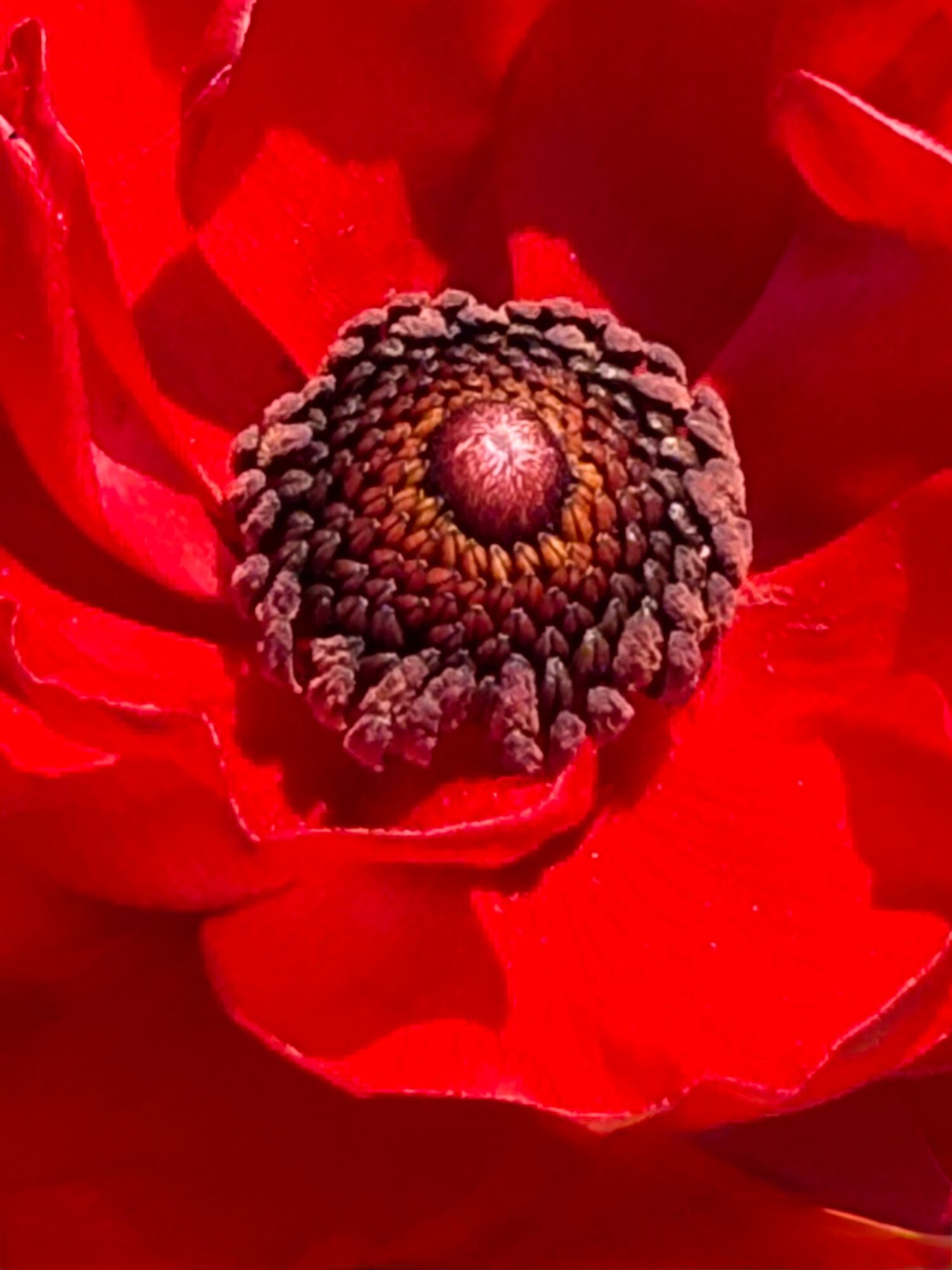 Close-up of a red flower's center with dark stamens and a pinkish core, surrounded by red petals.