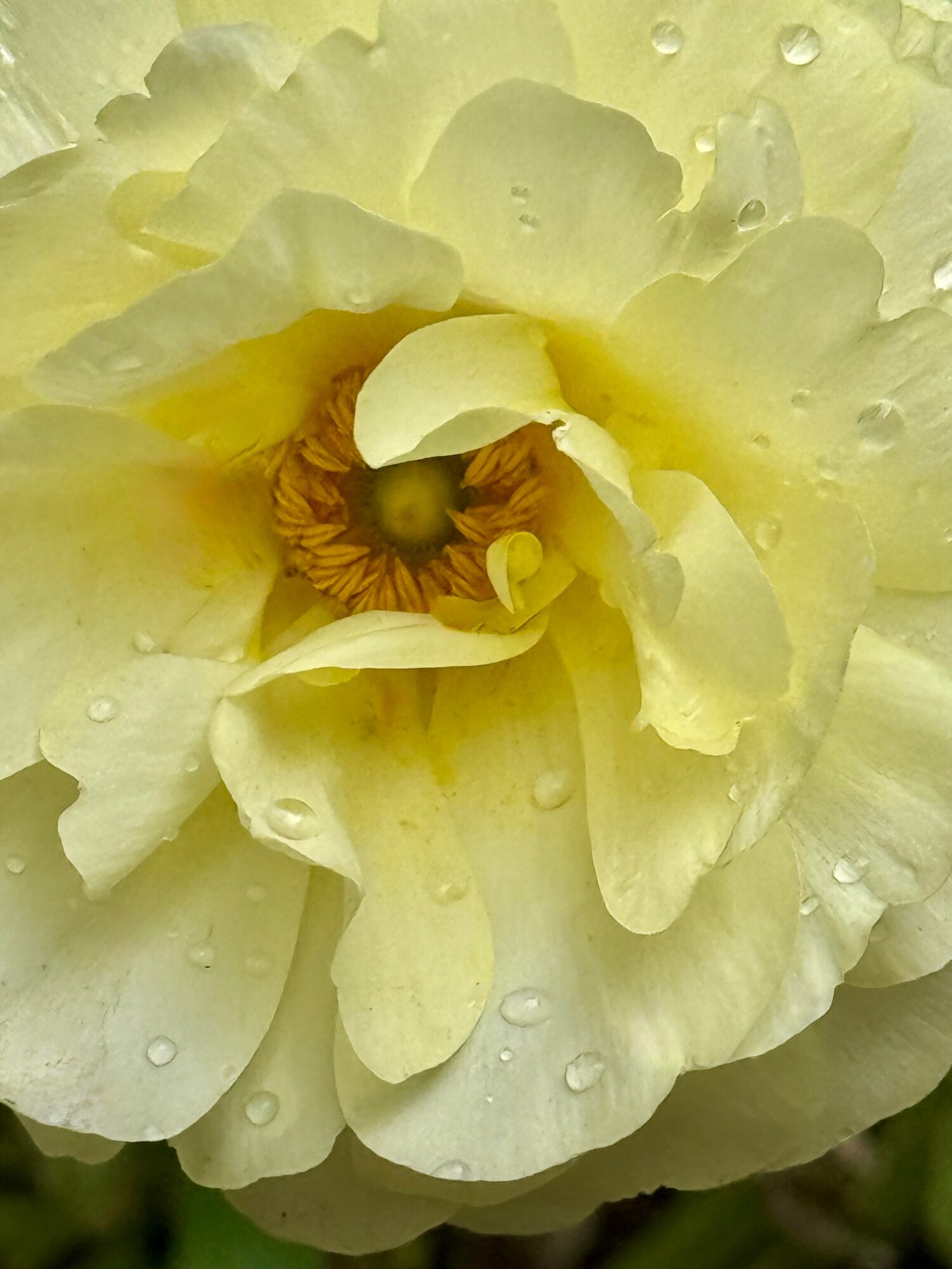 Close-up of a pale yellow flower with water droplets on petals, showing a central cluster of stamens and pistil.