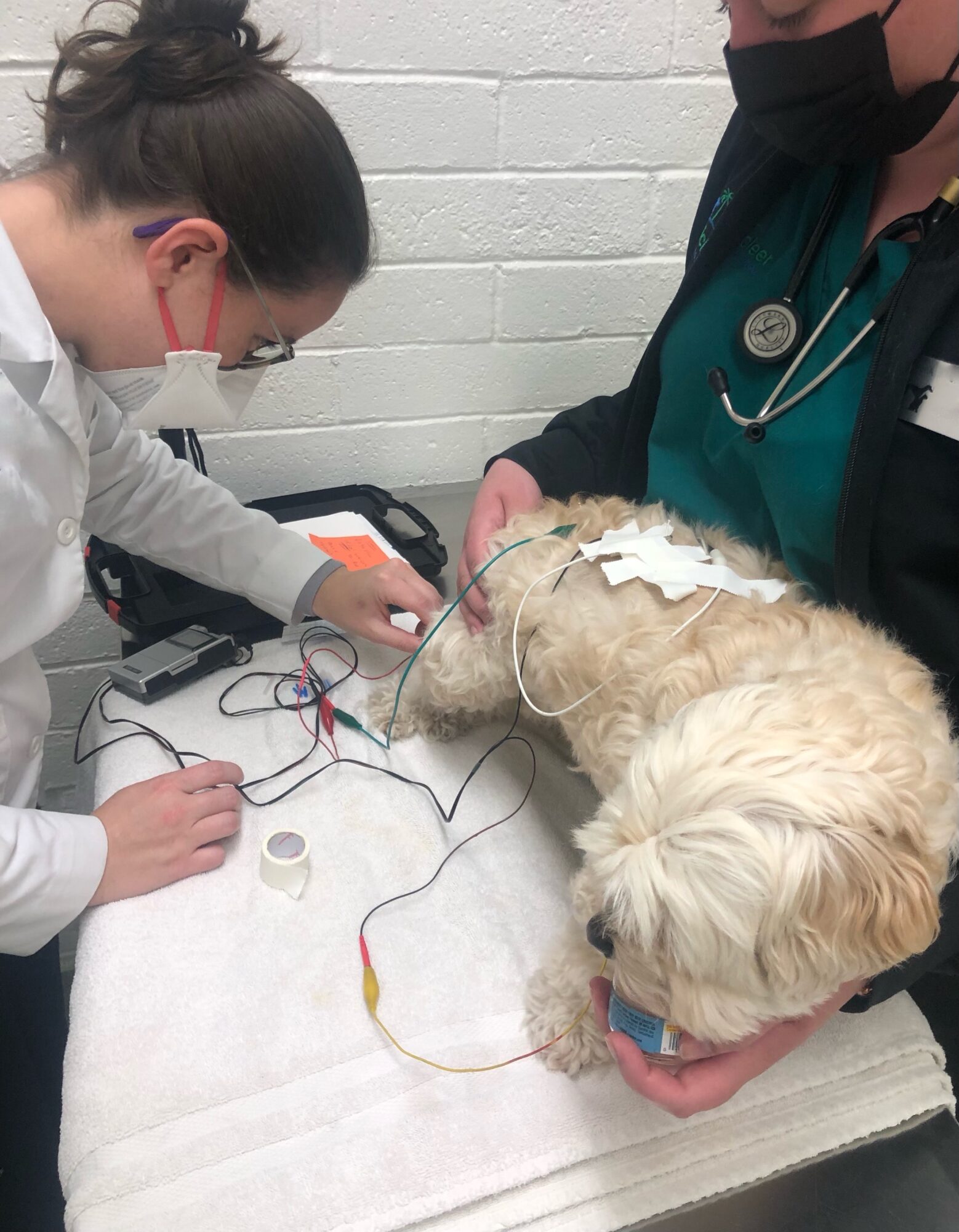 Vet and technician examine a small dog with medical wires attached, on a white table against a brick wall.