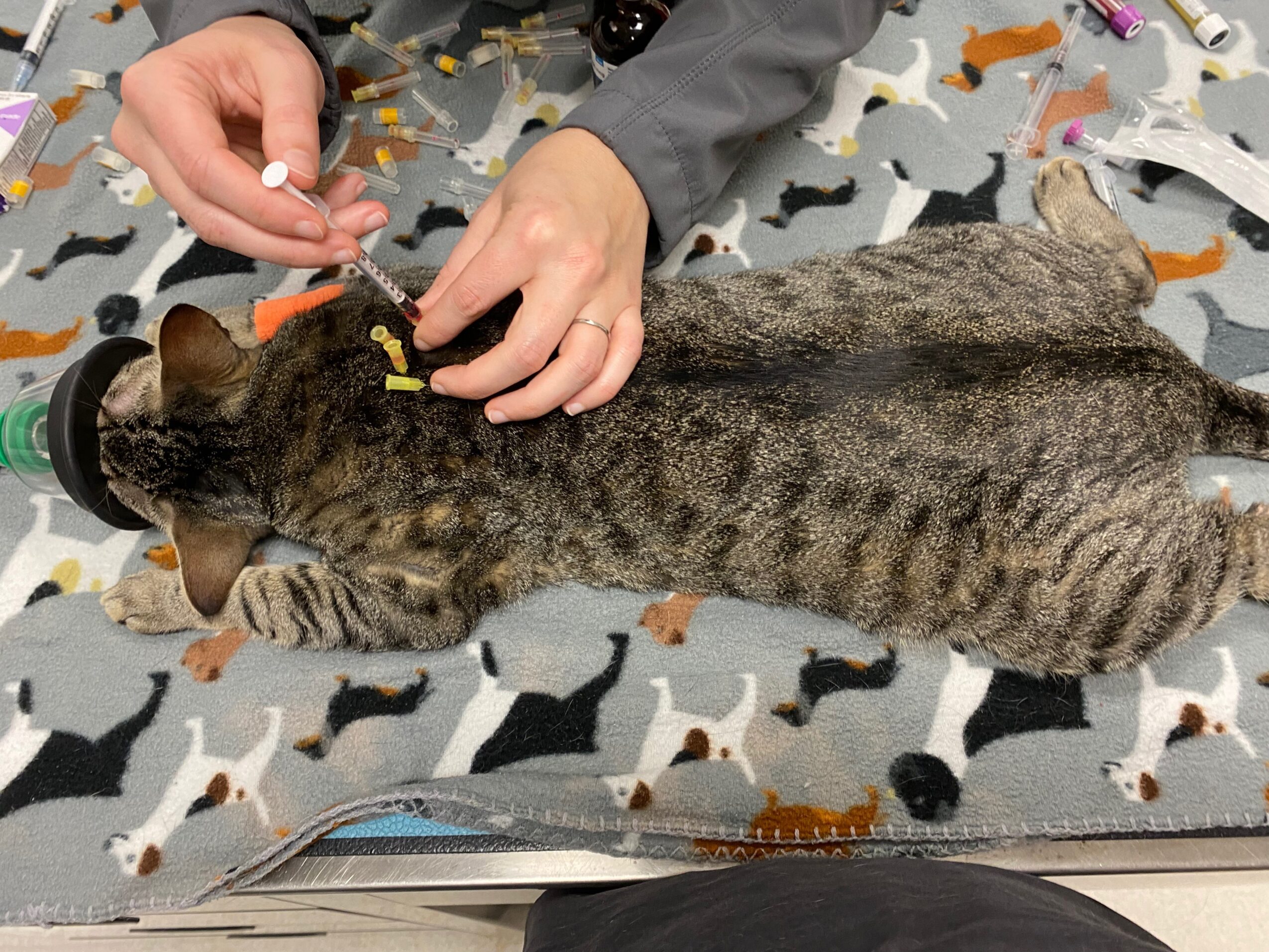 Person administering a vaccine to a lying tabby cat on a patterned blanket, with medical supplies nearby.