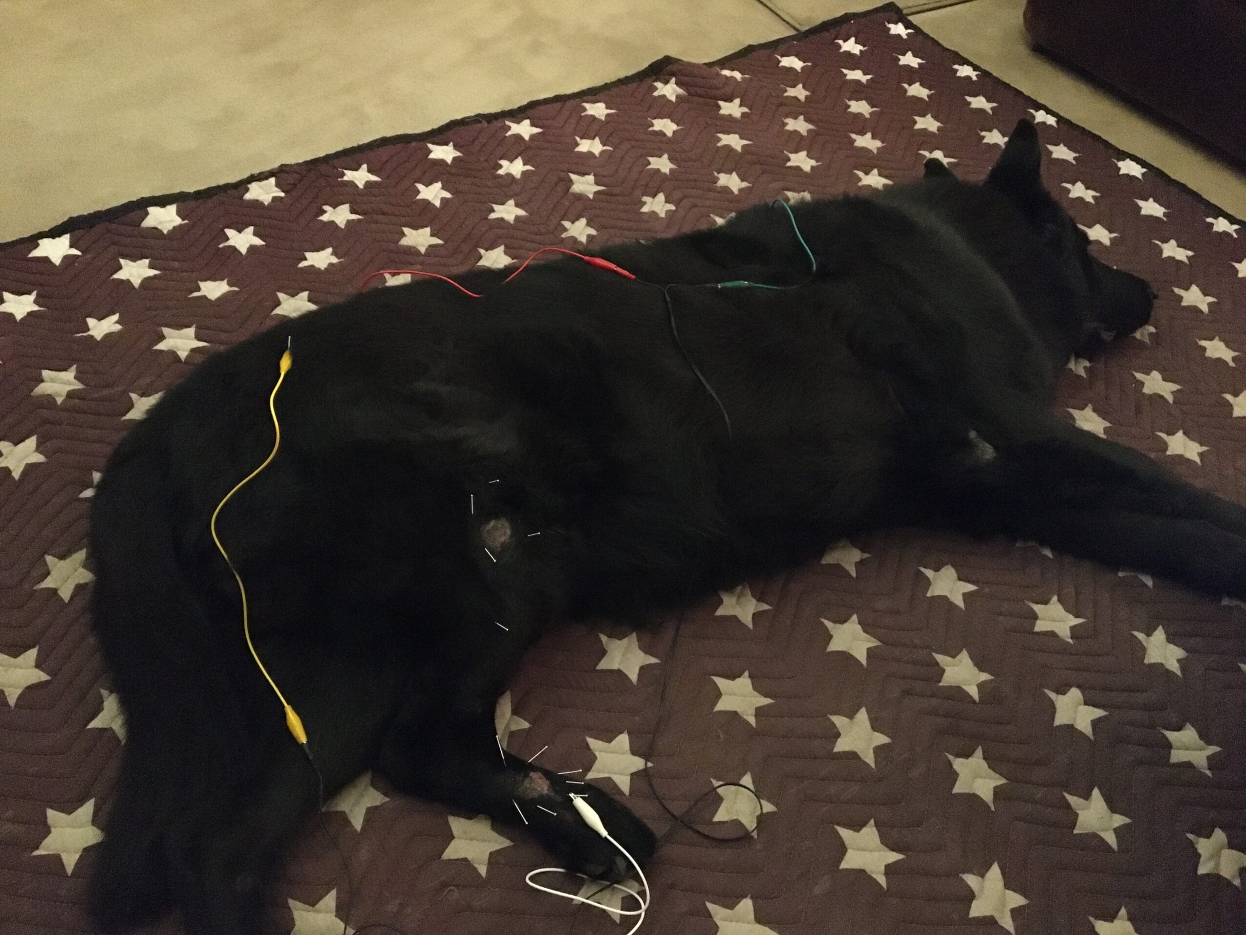 Black dog lying on a star-patterned blanket with wires on its body, resting on a bed or couch.