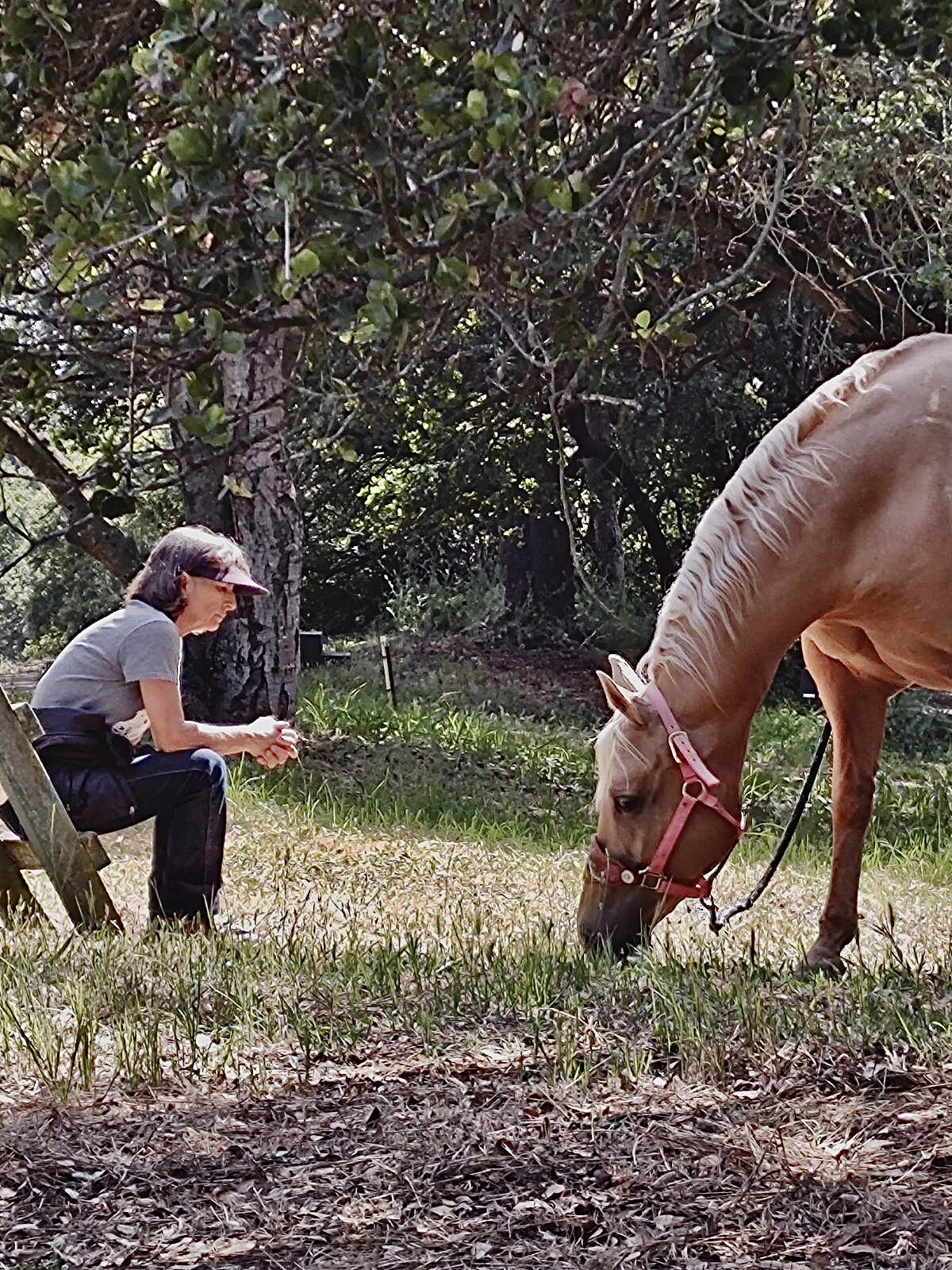 Person sitting on a bench near a horse grazing in a grassy area with trees in the background.