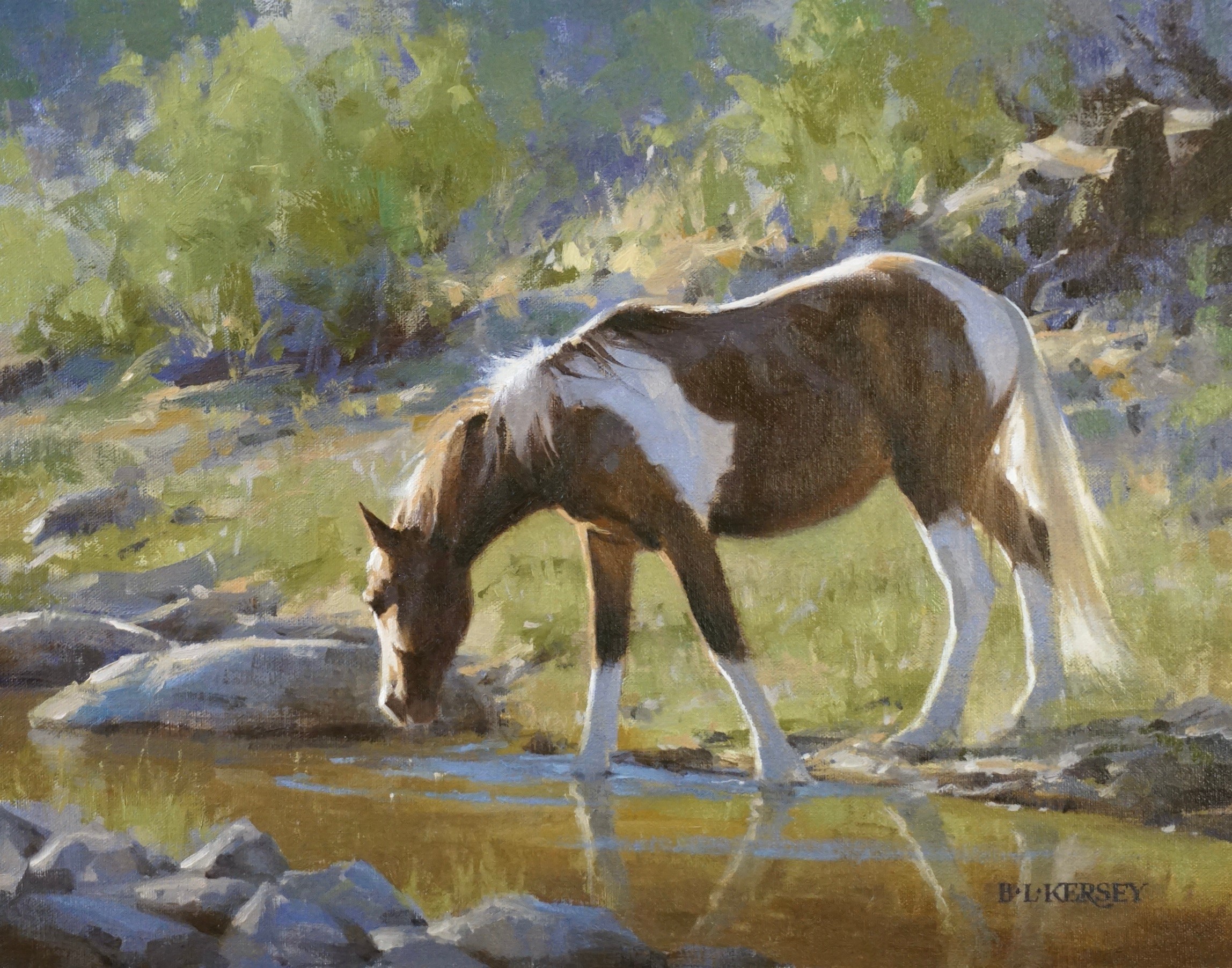 A horse with a white and brown coat drinks water from a stream in a natural setting.