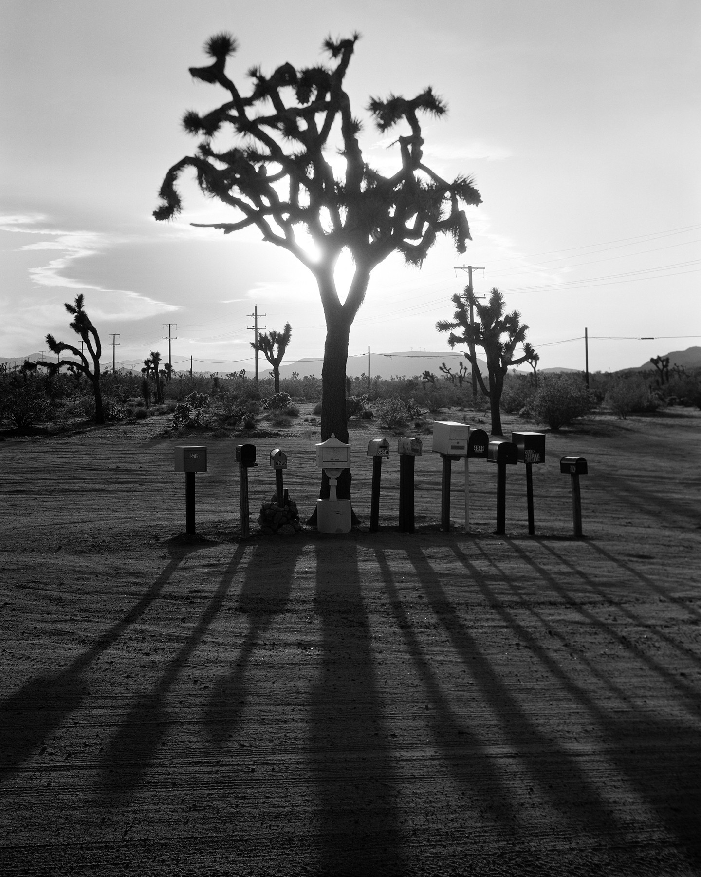 Silhouette of a large, uniquely shaped tree with long shadows on the ground, in a desert landscape with smaller trees and power lines.