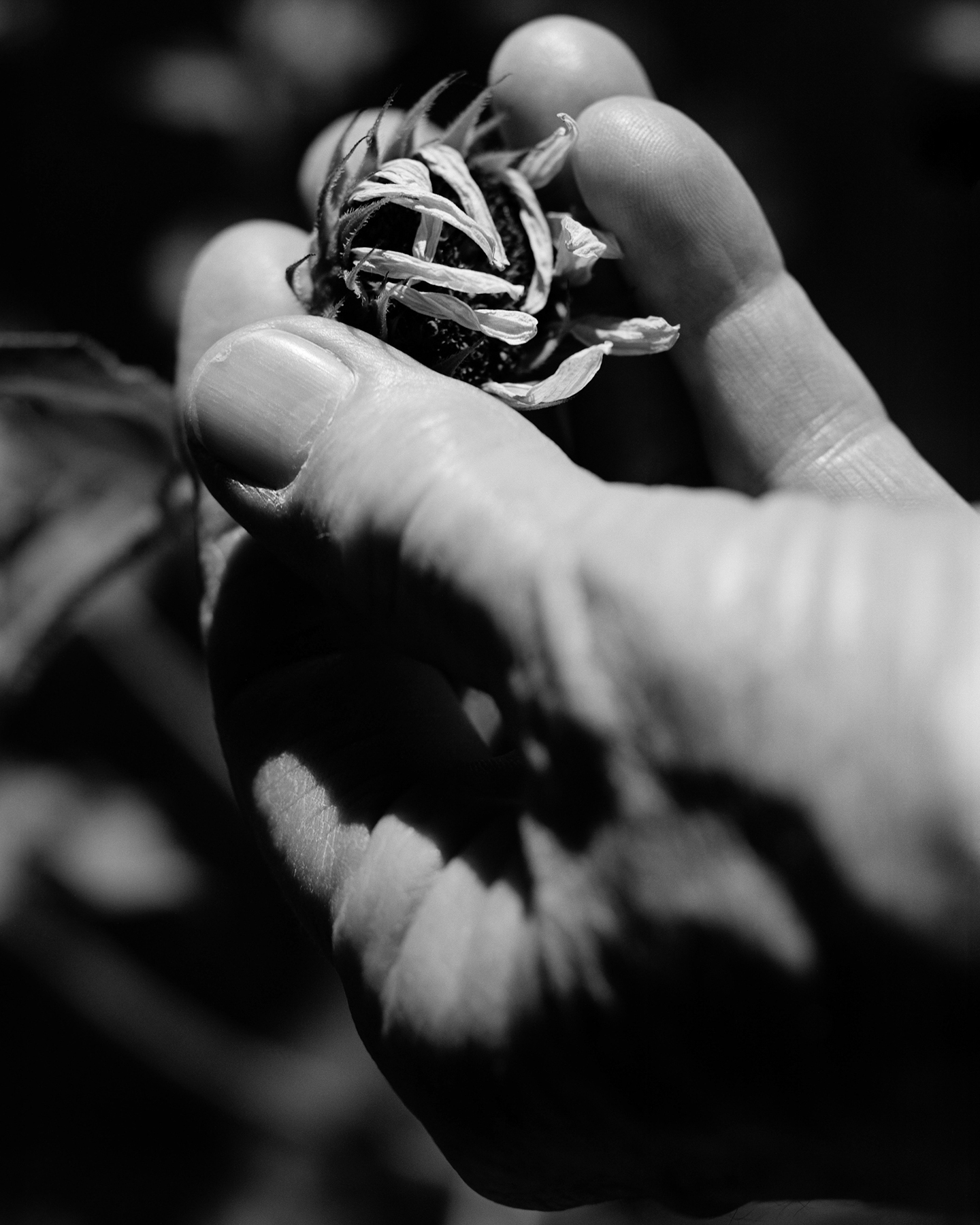 Hand holding a small, dried plant or seed pod with intricate details, in black and white.