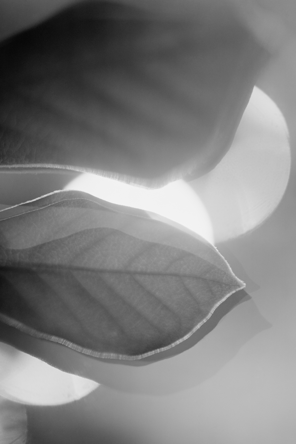 Close-up of a leaf with visible veins, backlit by light, in black and white.