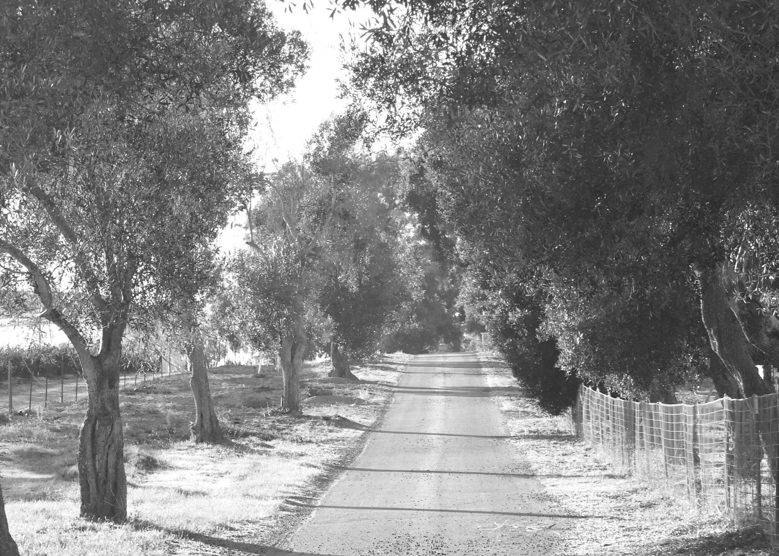 Dirt road lined with trees on both sides, some fencing visible on the right, in black and white.