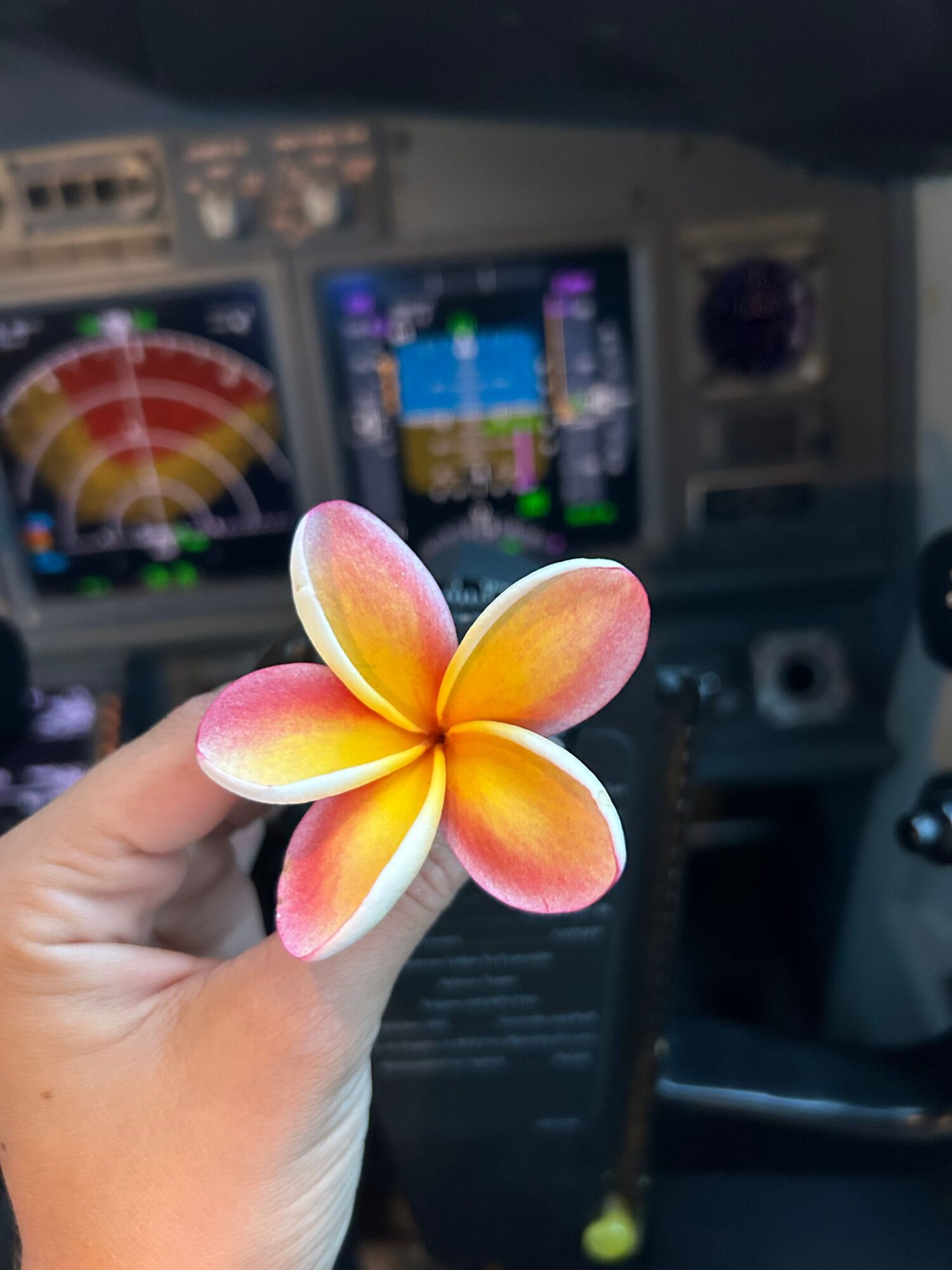Person holding a pink and yellow plumeria flower inside a vehicle, dashboard and screen visible in background.