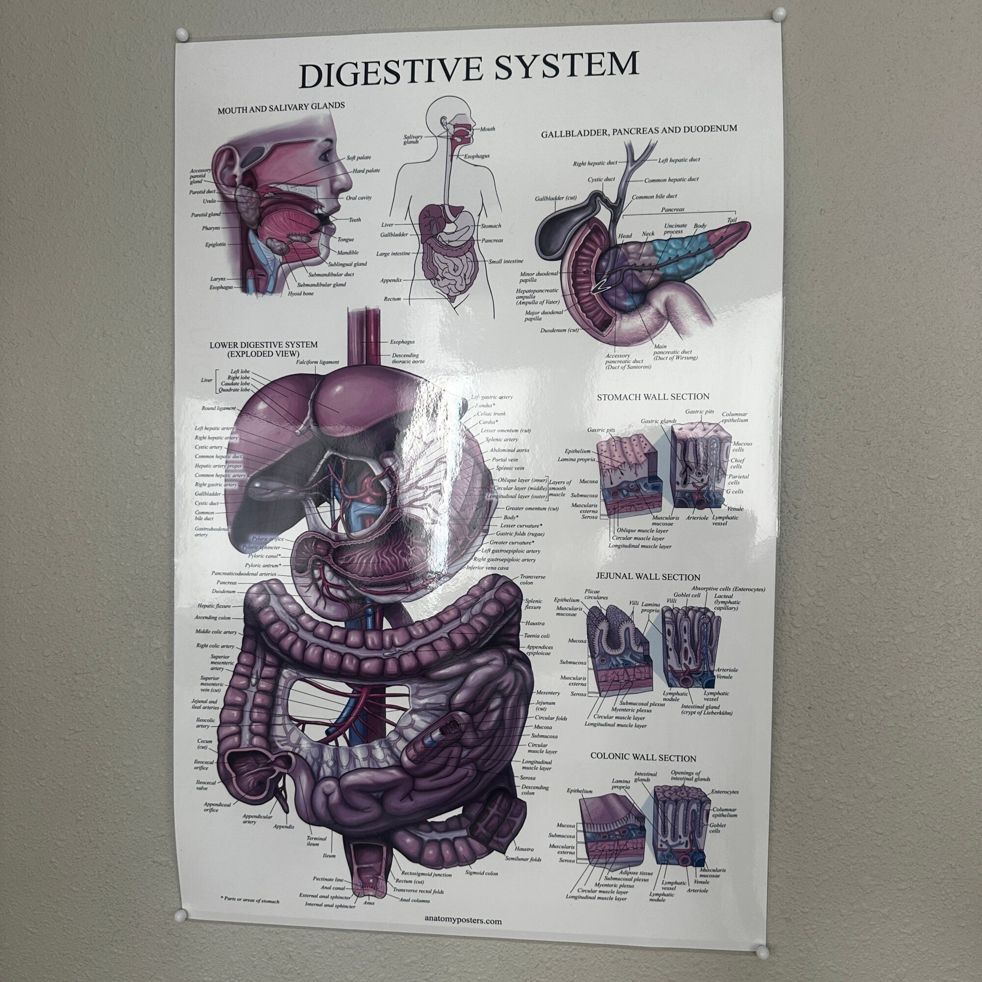 Digestive system diagram showing the stomach, intestines, liver, and other organs with labels and descriptions.