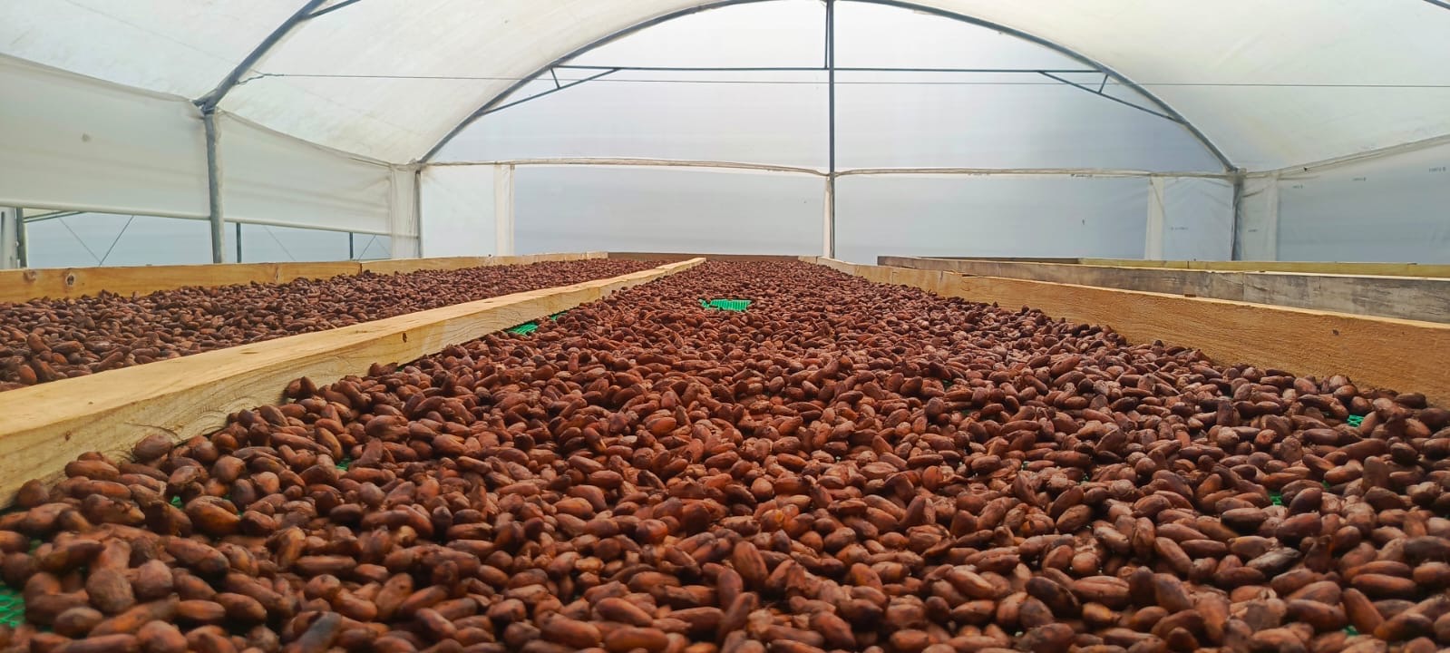 View of cocoa beans spread out in a greenhouse or indoor growing area, with wooden borders and a curved ceiling.