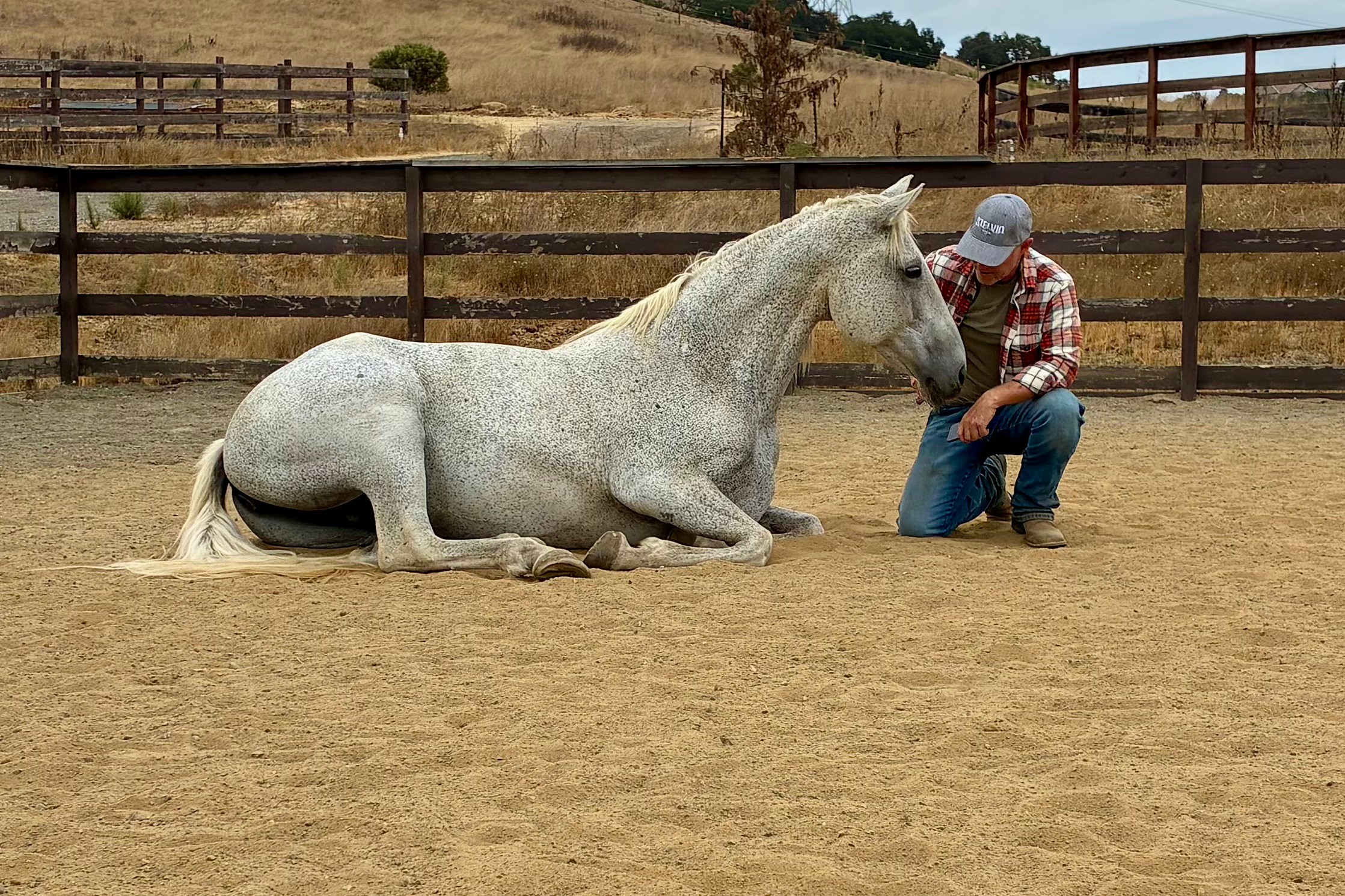 Person kneeling next to a lying white horse in an outdoor paddock with a wooden fence, dry grass, and hills in background.