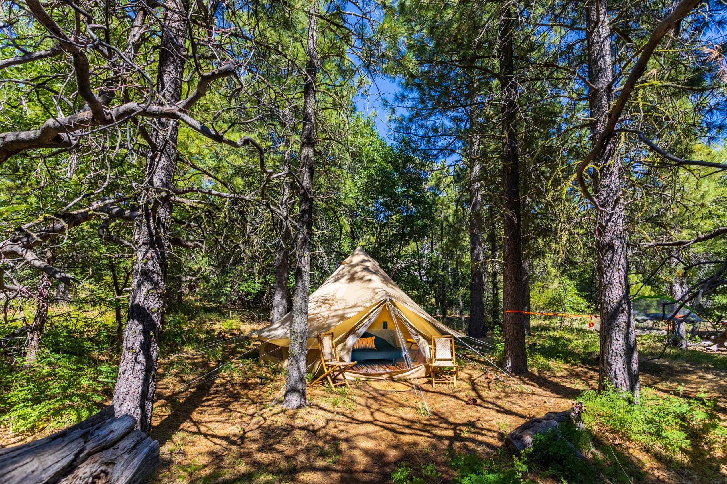 Tent set up among tall trees in a forest with sunlight filtering through leaves, ground covered with pine needles and grass.