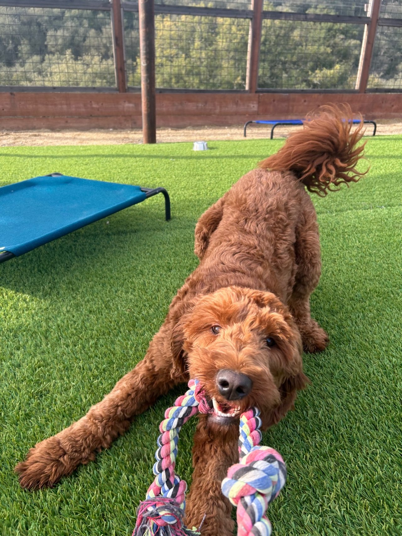 Dog lying on grass with a colorful rope toy in its mouth, outdoors with a fence and trees in background.
