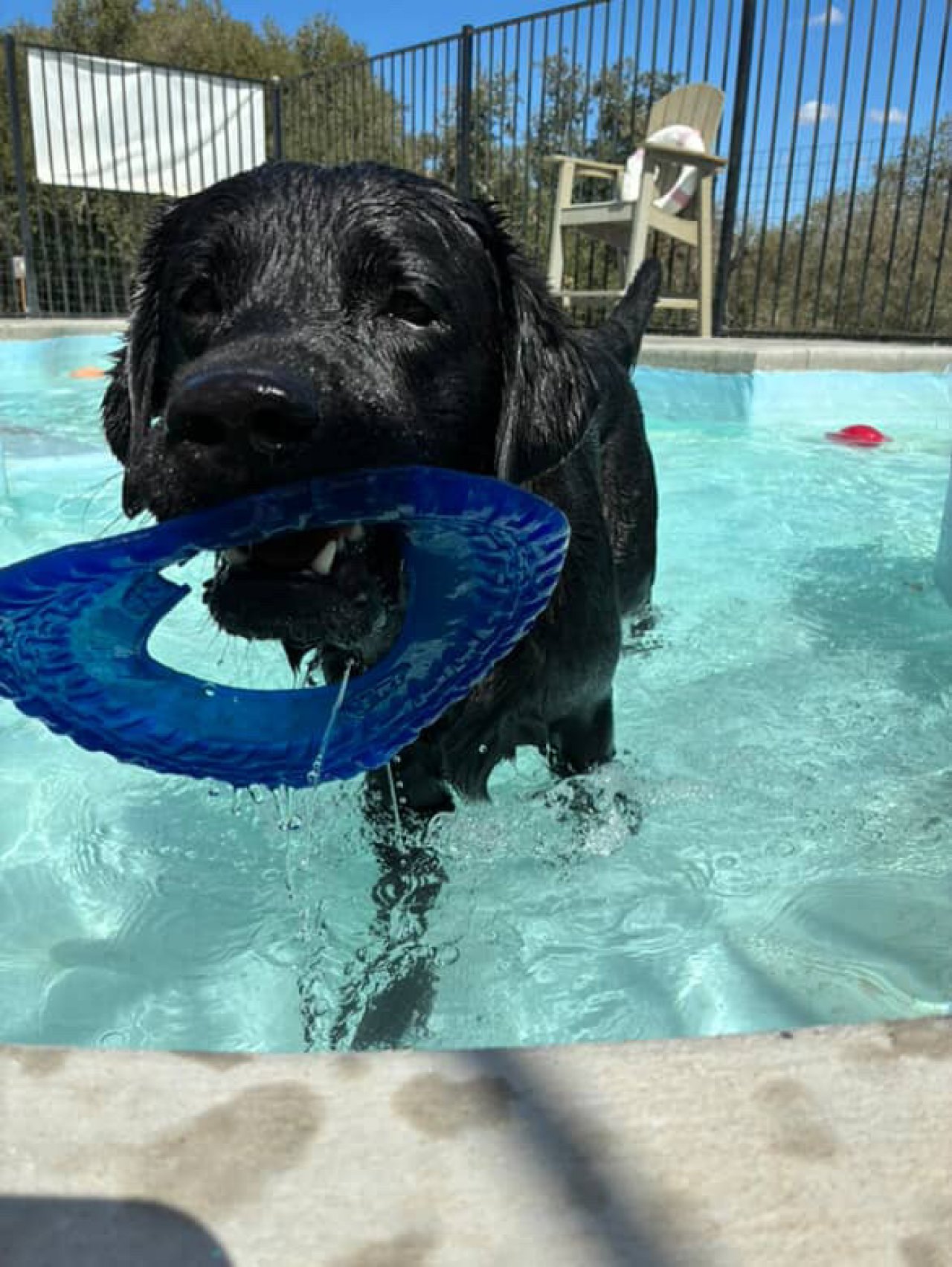 Black puppy in pool holding a blue ring toy in its mouth, water splashing around, sunny day outdoors.