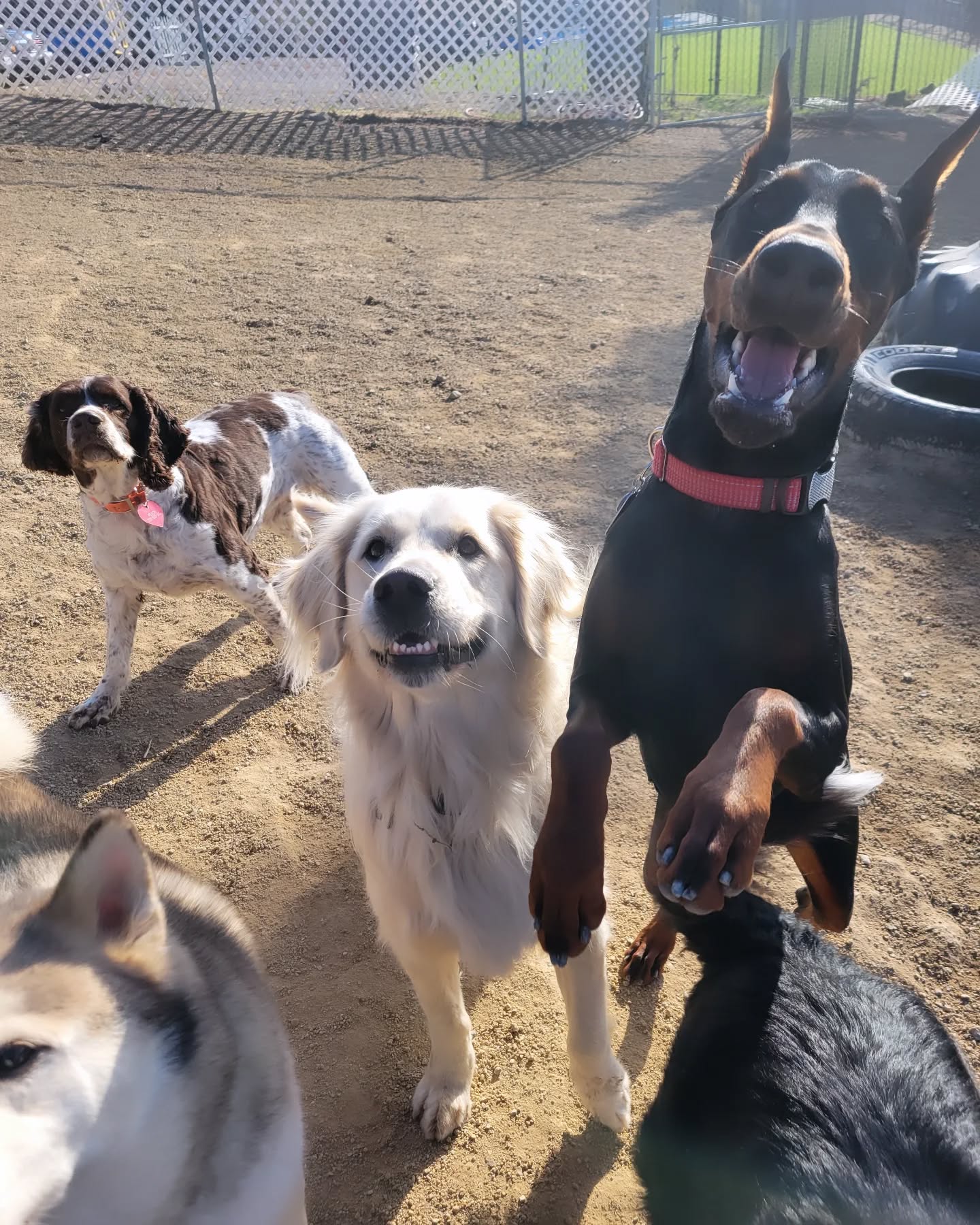 Four dogs outdoors on dirt ground, with a fence and parked car in background, one dog standing on hind legs, others sitting or standing.