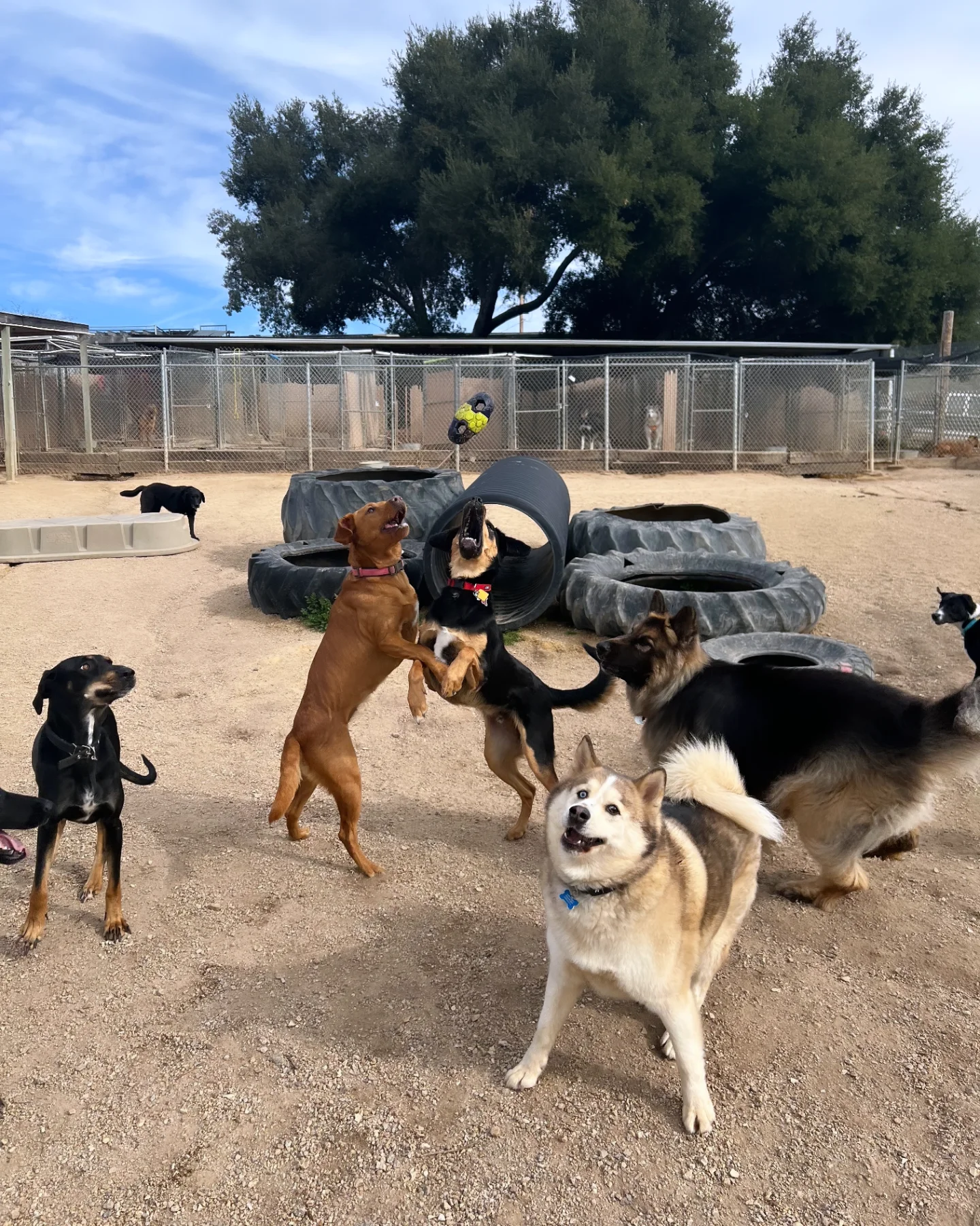 Multiple dogs playing and interacting in an outdoor area with tires and a fence, trees in the background, and a person in the distance.