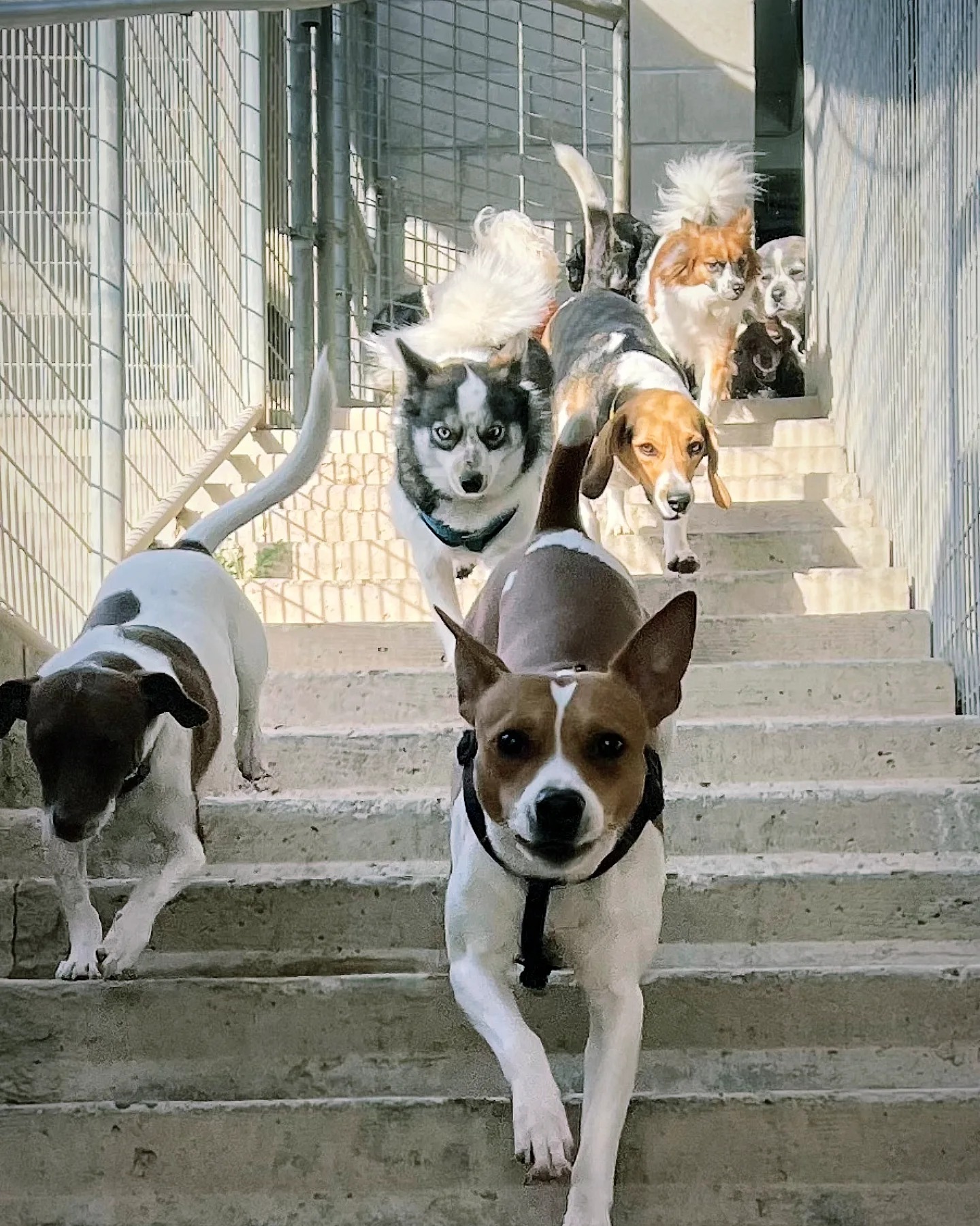 Group of dogs on outdoor concrete stairs, some looking at the camera, others looking away, with a fence in the background.