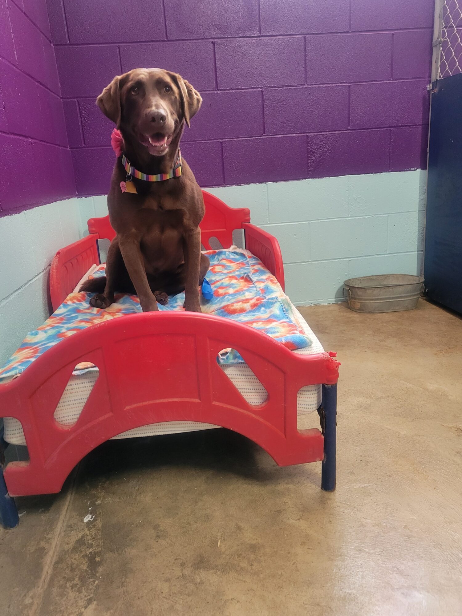 Brown dog sitting on a red plastic bed with a colorful blanket, in a room with purple and light green walls.
