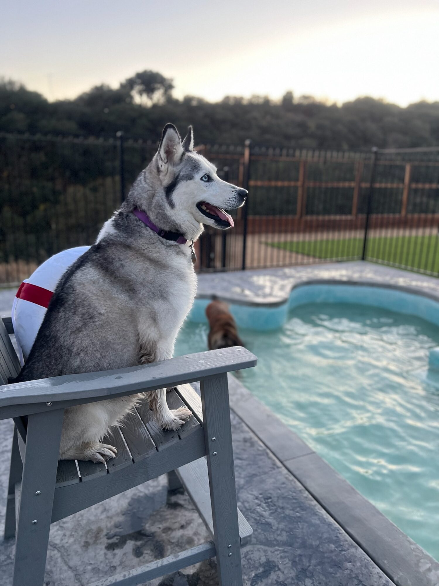 Siberian Husky dog sitting on a chair by a swimming pool outdoors, with a fence and trees in the background.