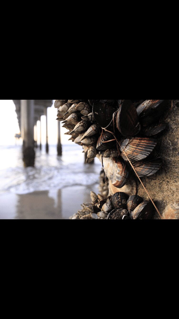 Close-up of a cluster of barnacles and shells attached to a wooden post near the water, with a pier in the background.