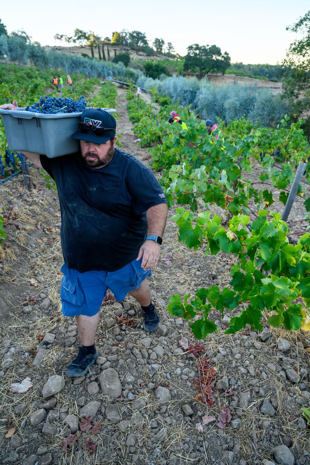 Man carrying a large container of grapes on his shoulder in a vineyard with green plants and trees in the background.