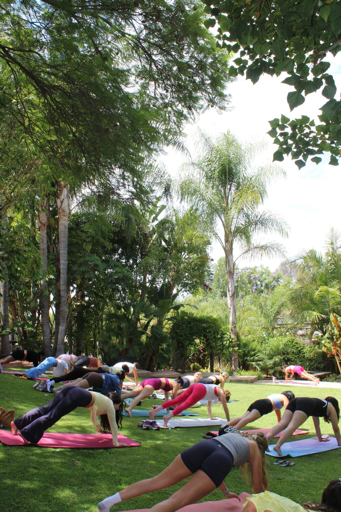 People practicing yoga outdoors on mats in a lush green park with trees and sunlight.